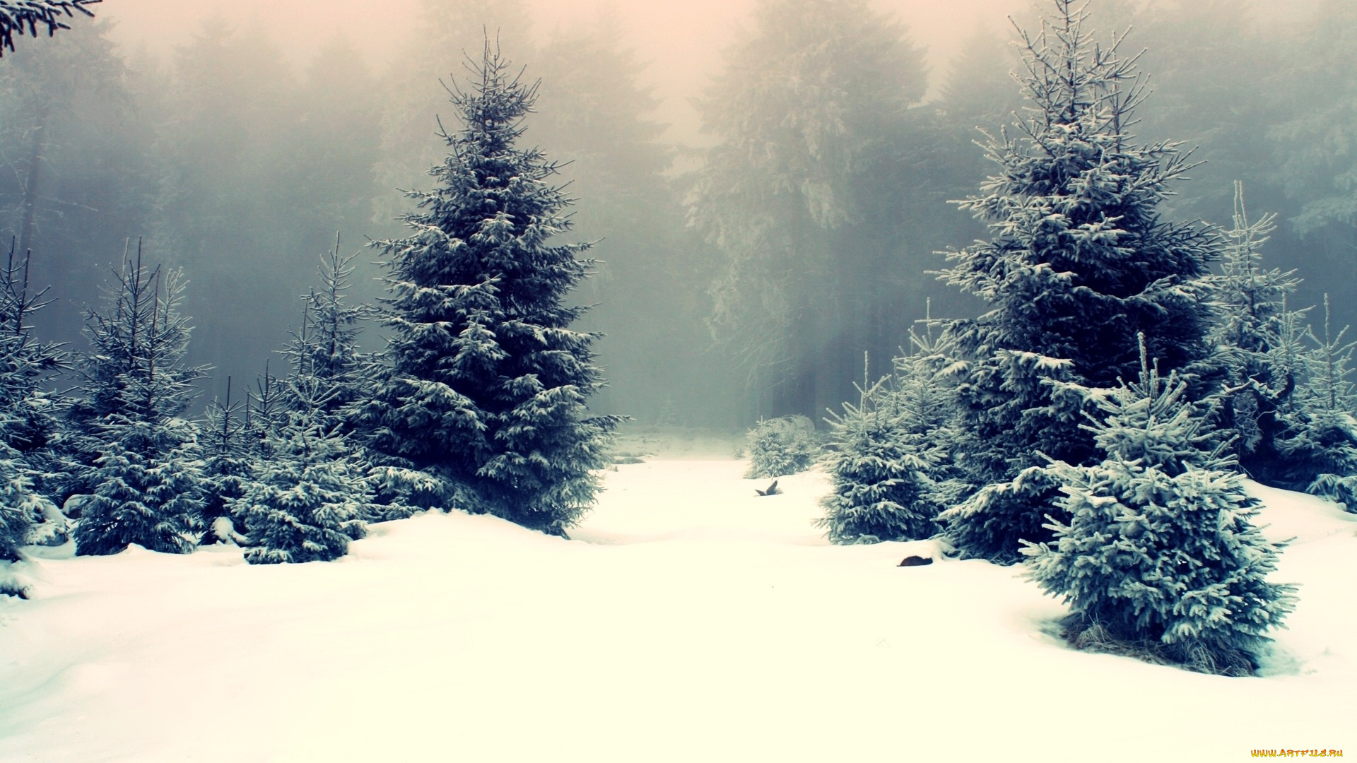 природа, зима, снег, туман, ёлки, лес