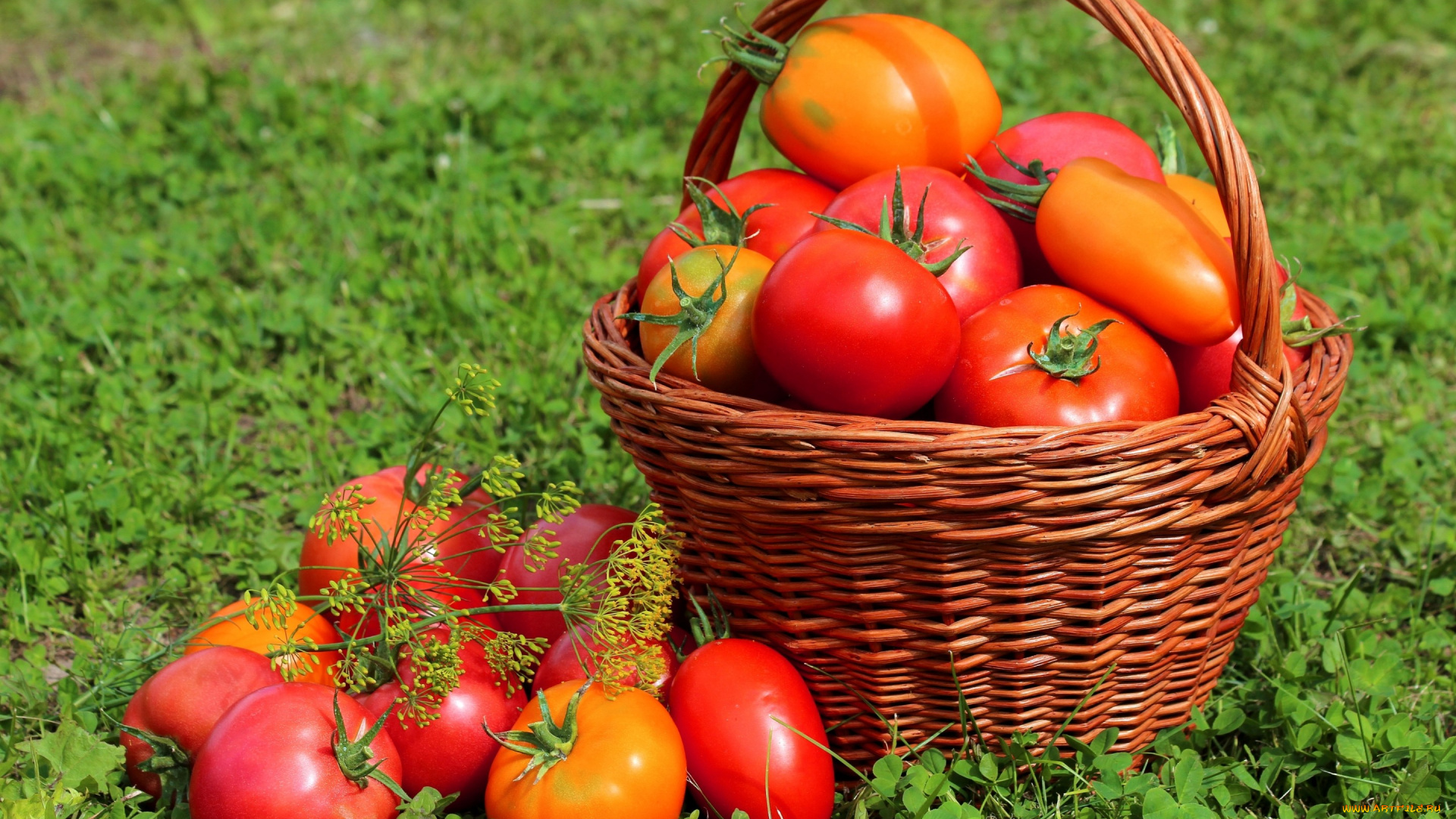 еда, помидоры, корзина, урожай, луг