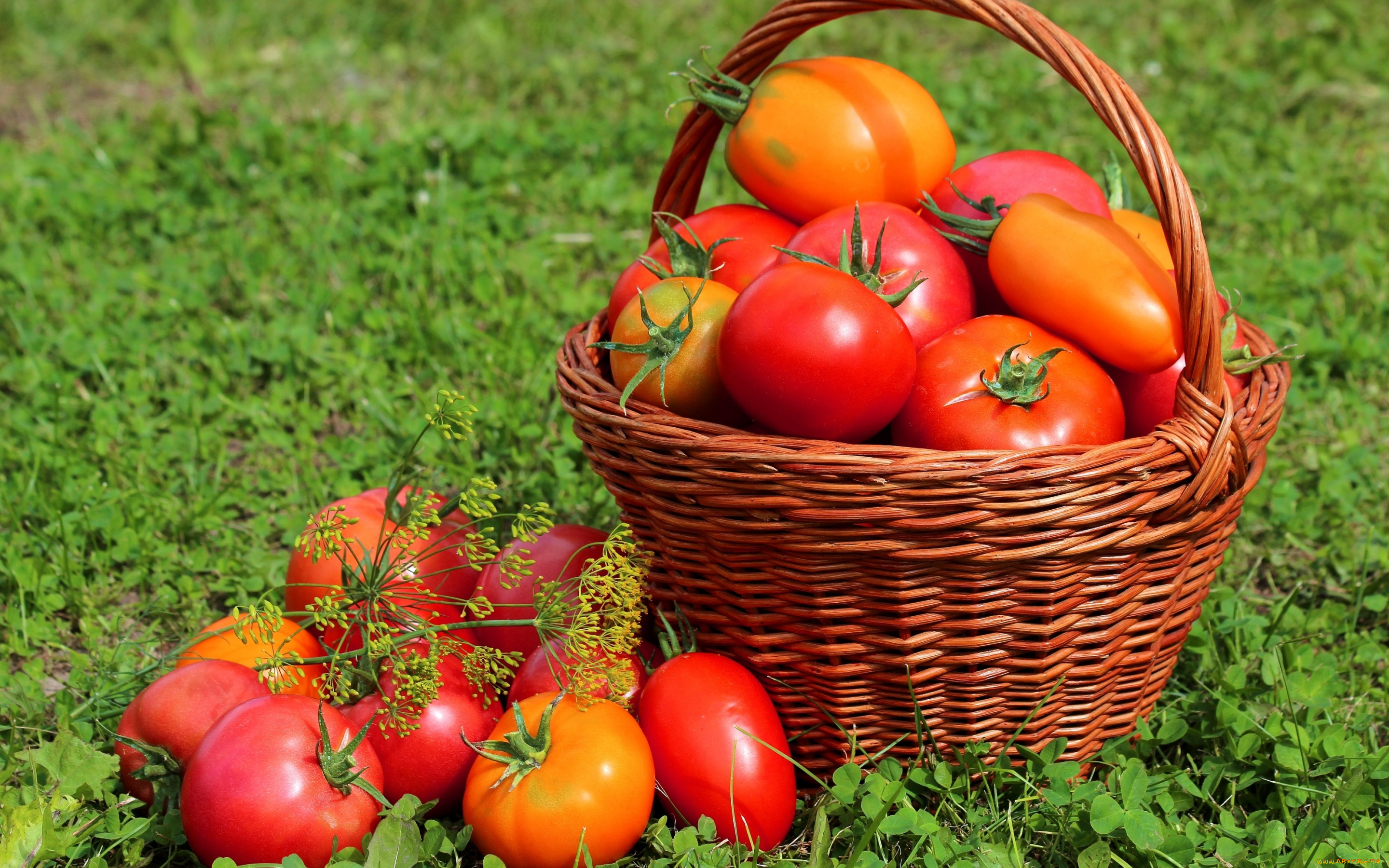 еда, помидоры, корзина, урожай, луг