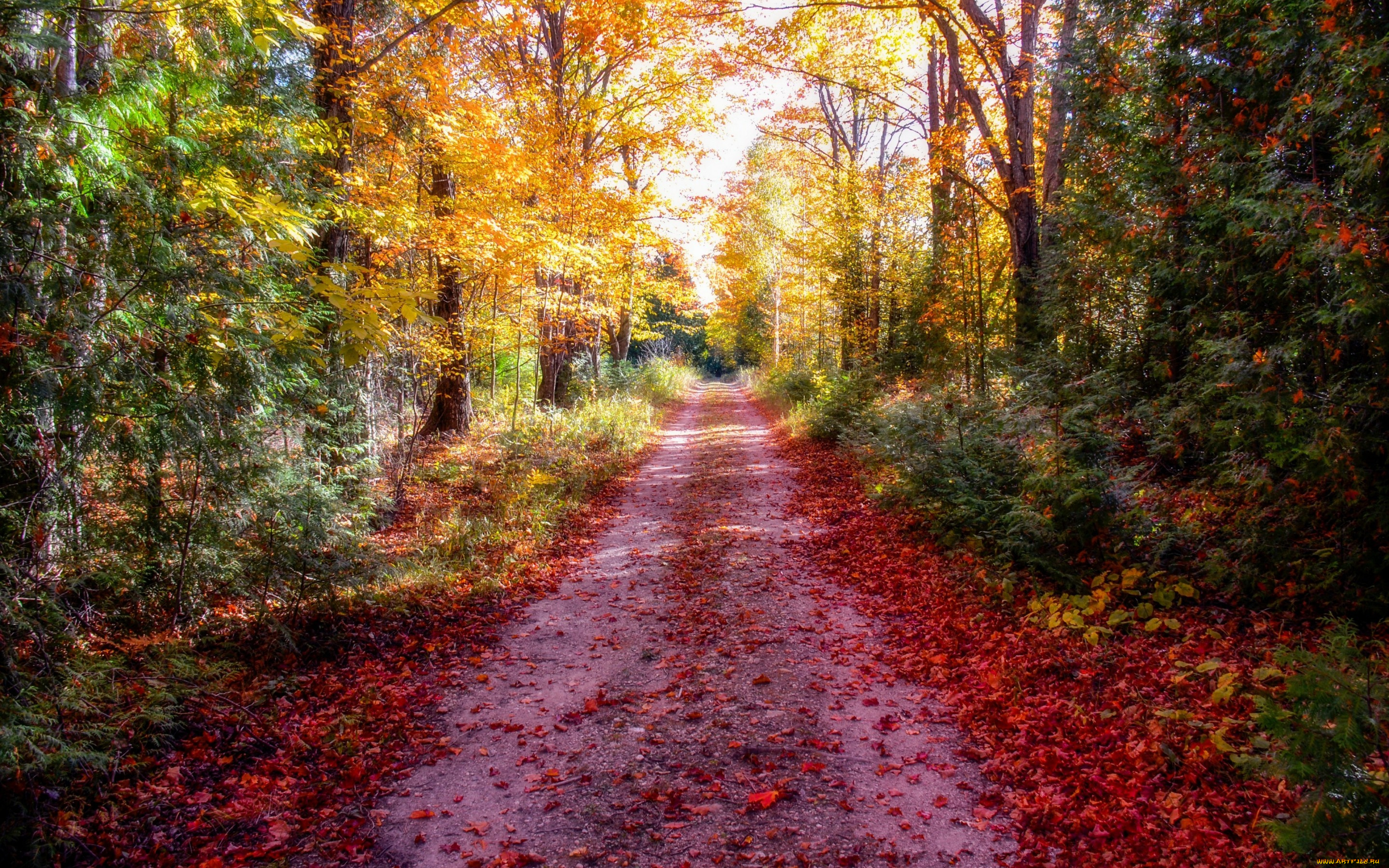 природа, дороги, дорога, осень, лес, обработка, лучи, солнца, листья