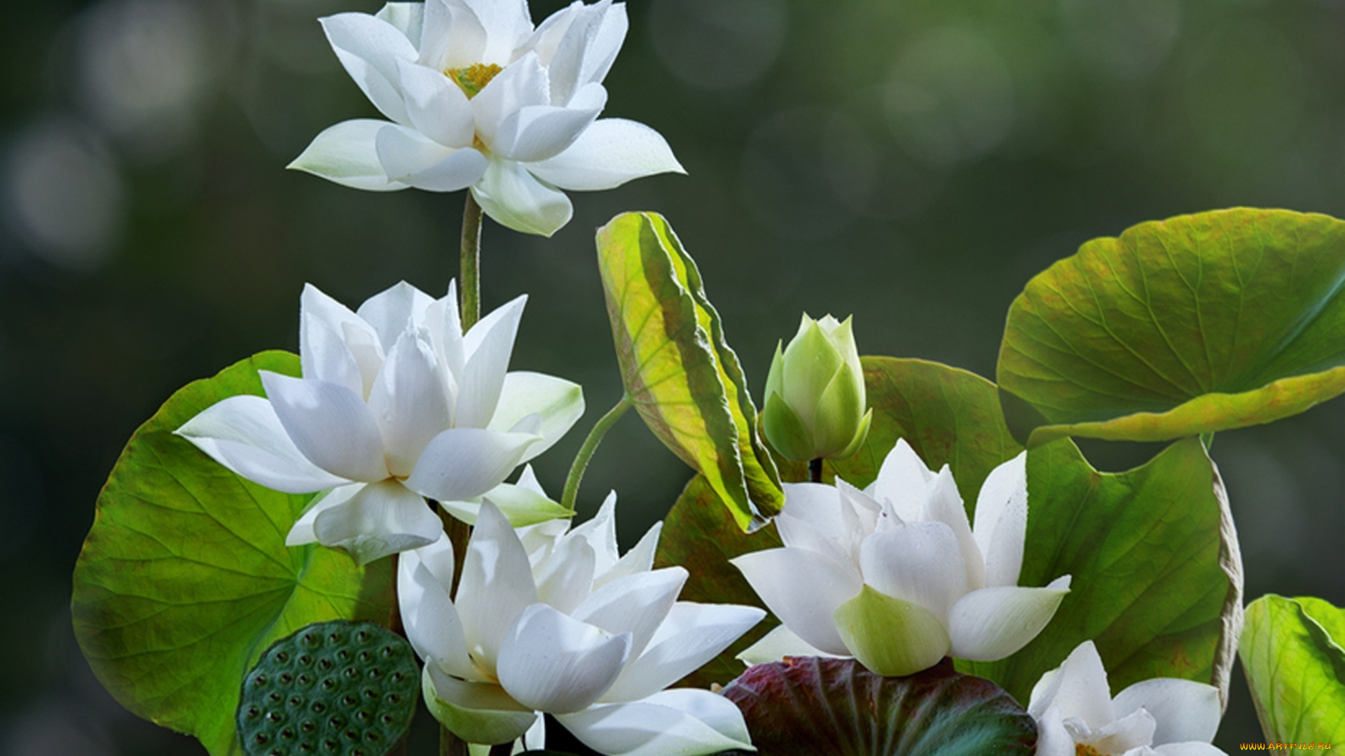 White lotus