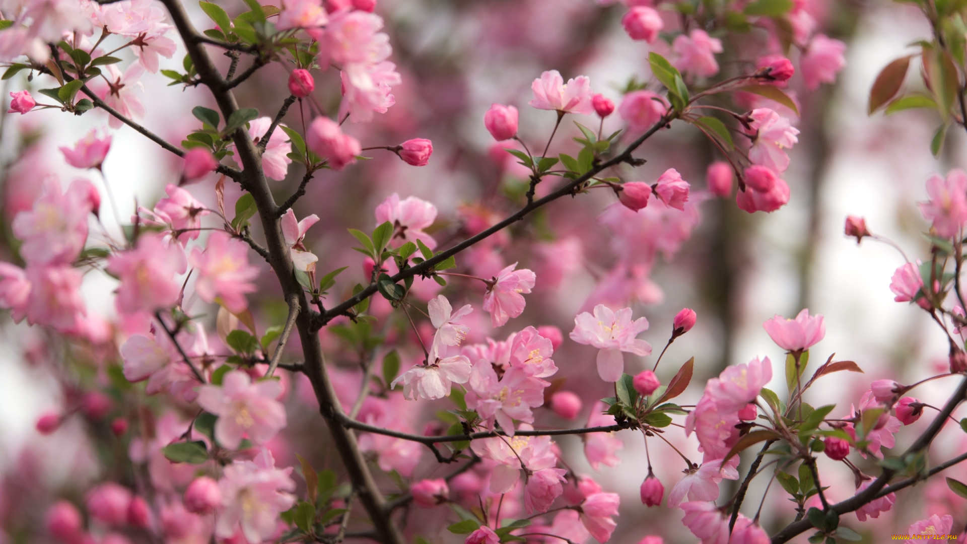 цветы, сакура, , вишня, дерево, ветки, розовый, цветение, весна