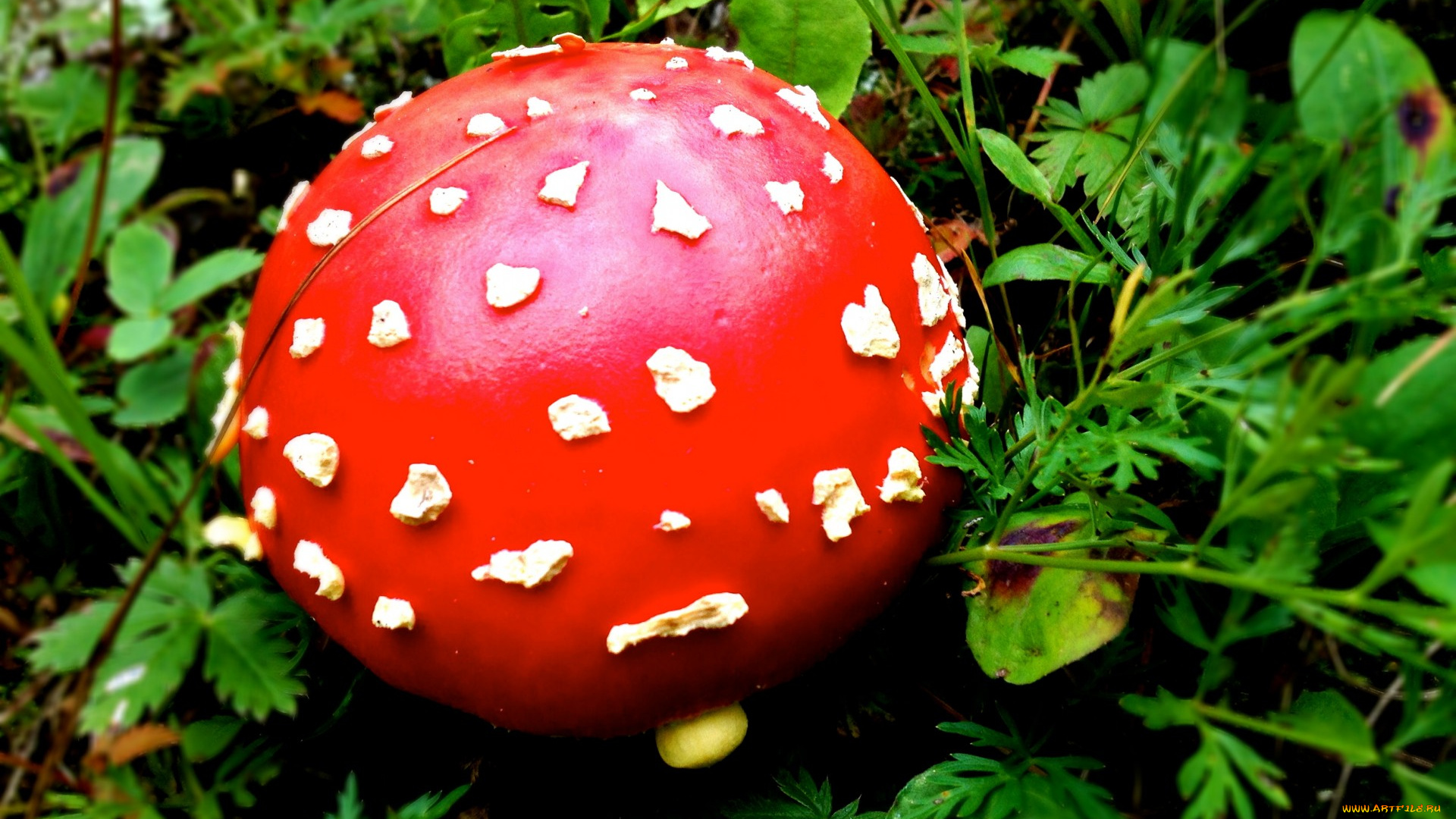 природа, грибы, , мухомор, шляпка, красная