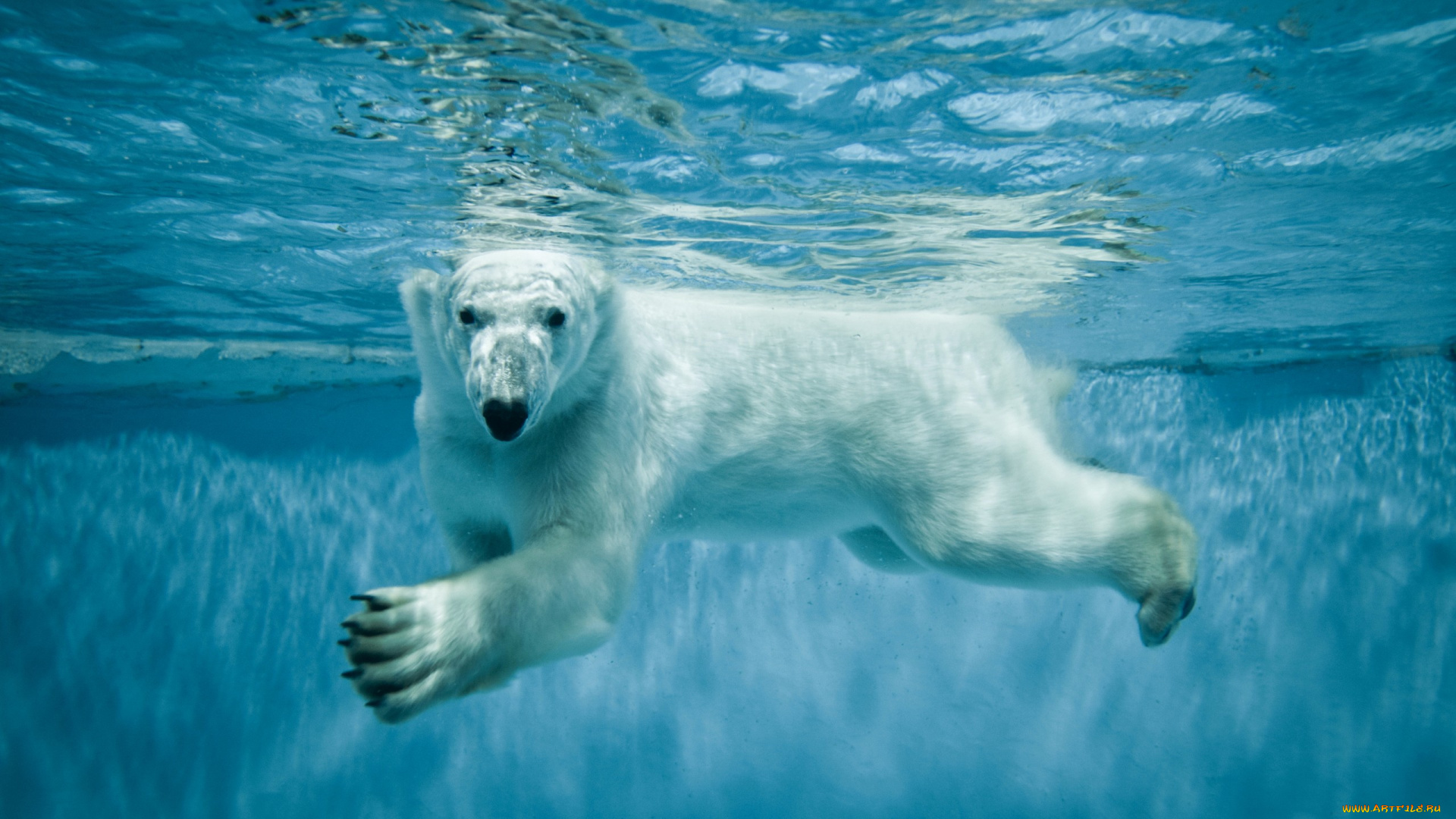 животные, медведи, полярная, медведь, белый, взгляд, северная, лапы, вода