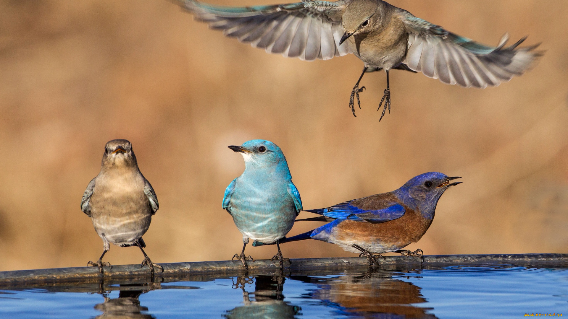 животные, птицы, голубая, сиалия, западная, крылья, вода