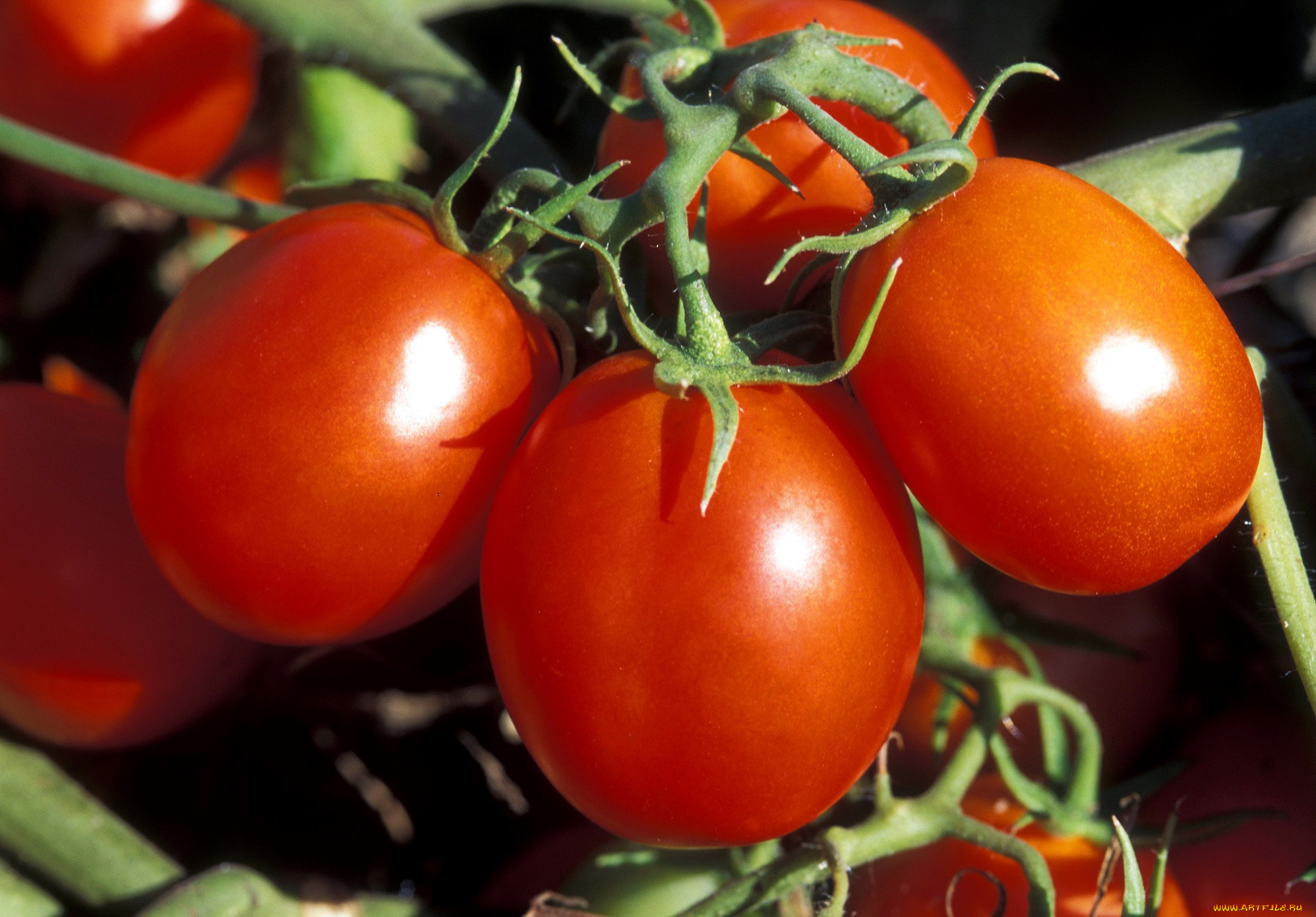 природа, плоды, томаты, помидоры