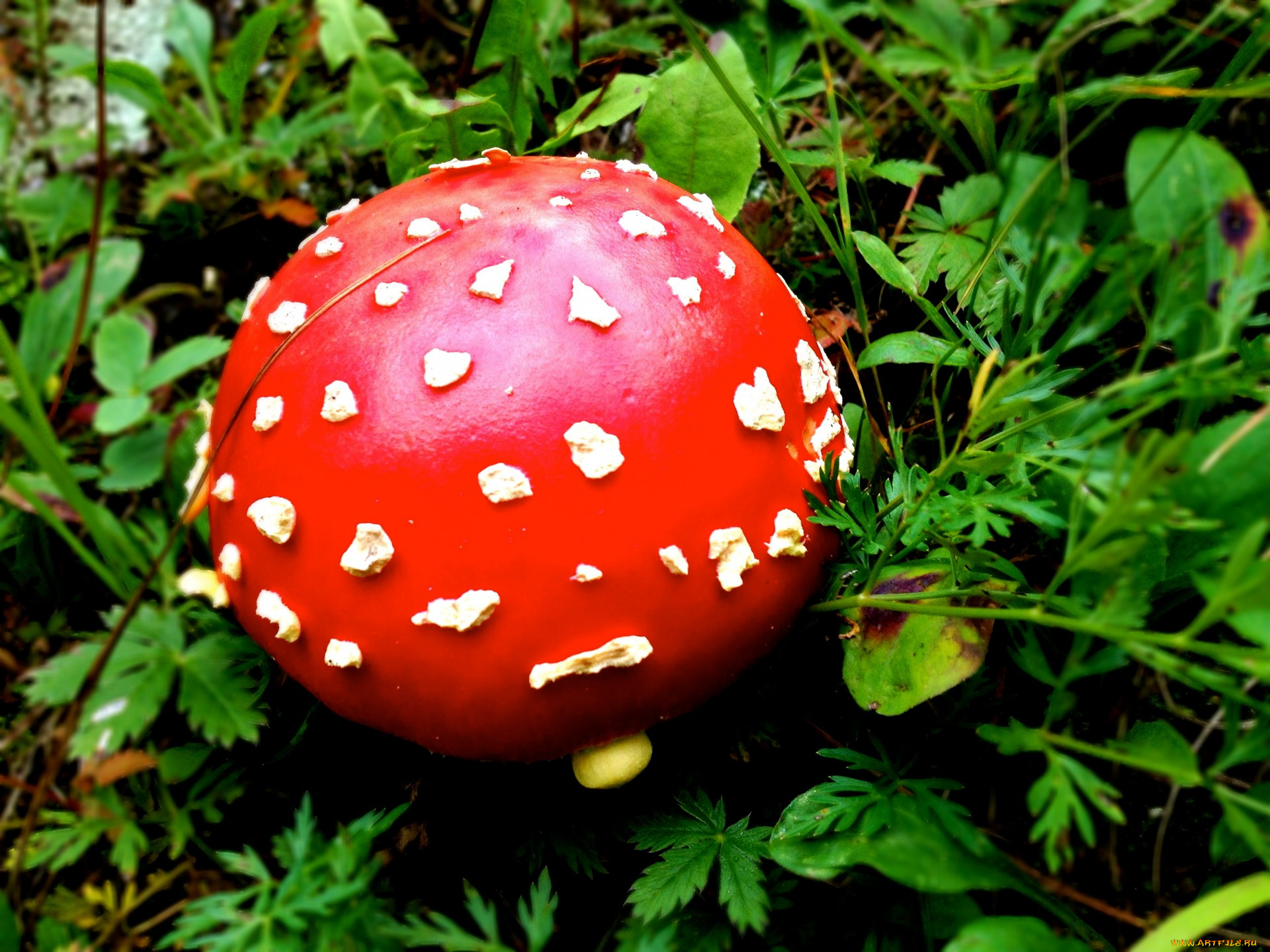 природа, грибы, , мухомор, шляпка, красная