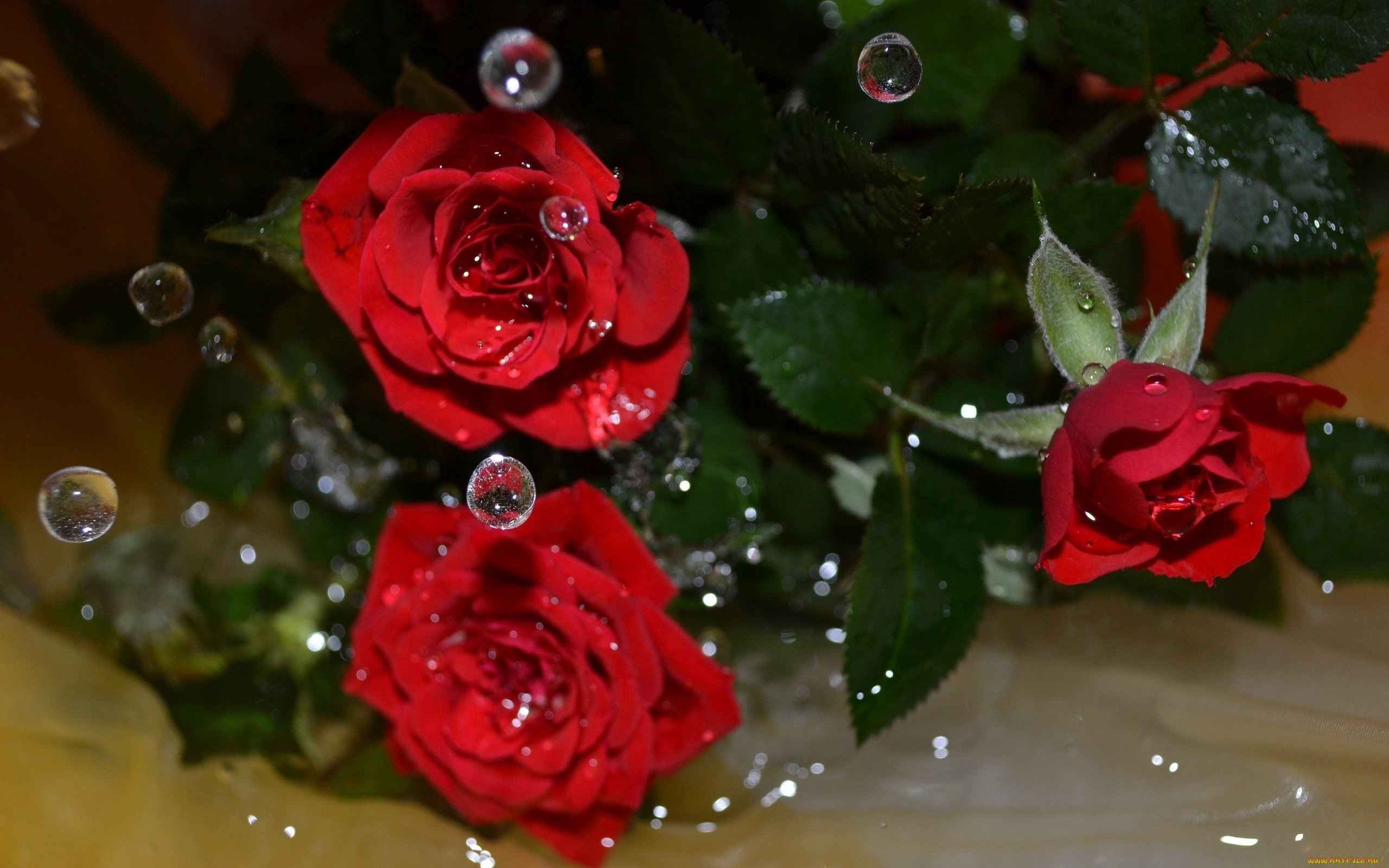 цветы, розы, вода, макро, капли