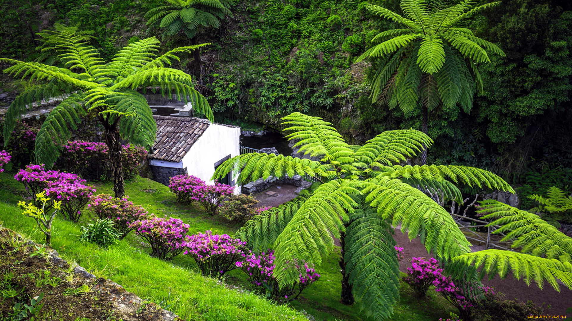 sao, miguel, island, azores, города, -, здания, , дома, sao, miguel, island