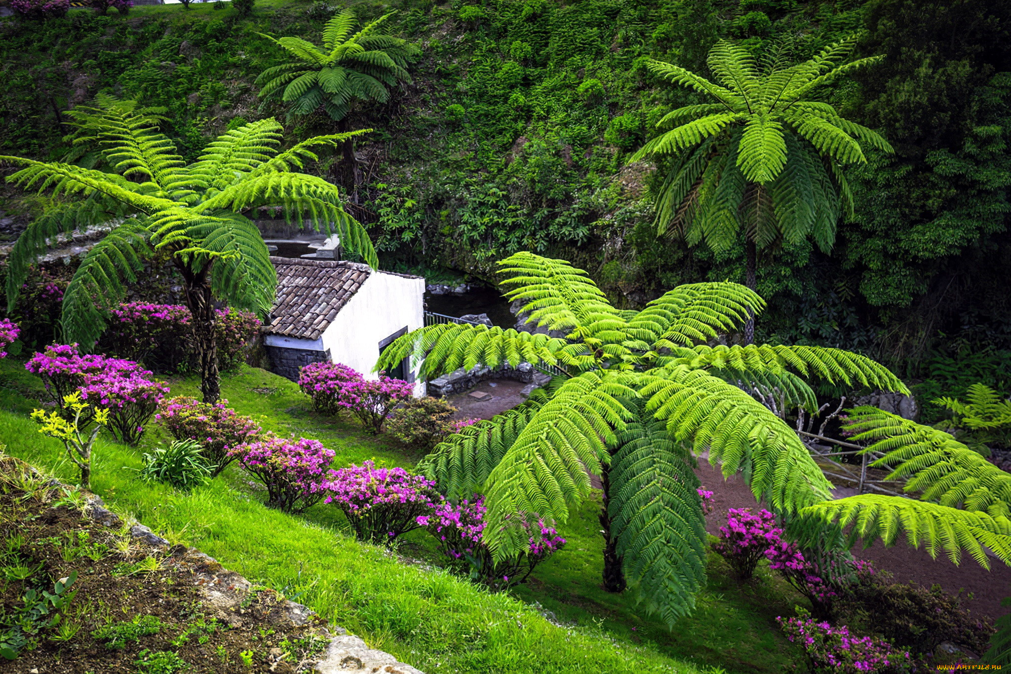 sao, miguel, island, azores, города, -, здания, , дома, sao, miguel, island