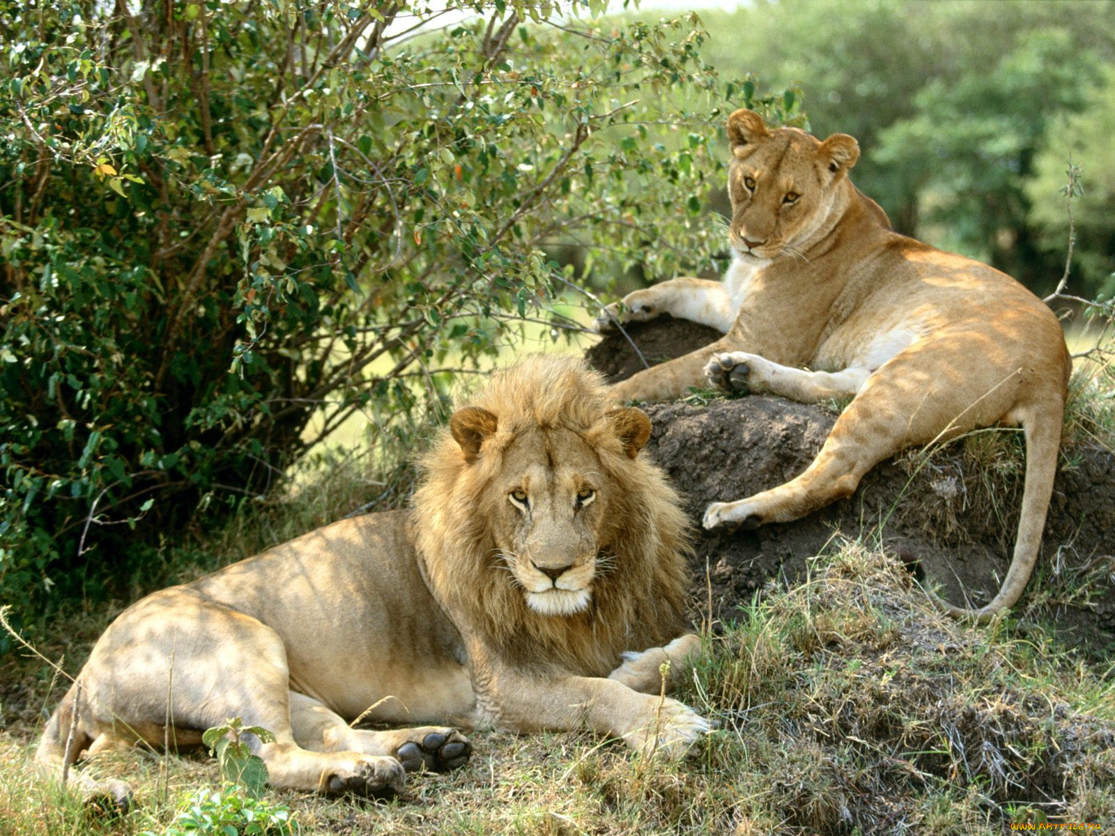 african, lions, животные, львы
