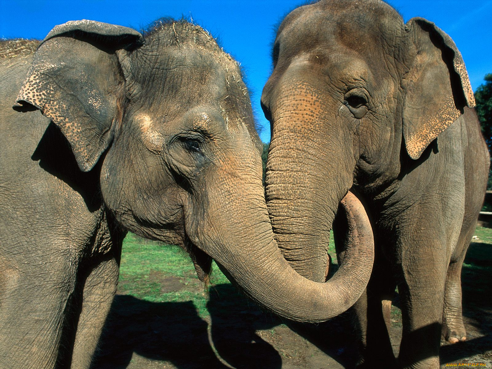 asian, elephants, животные, слоны