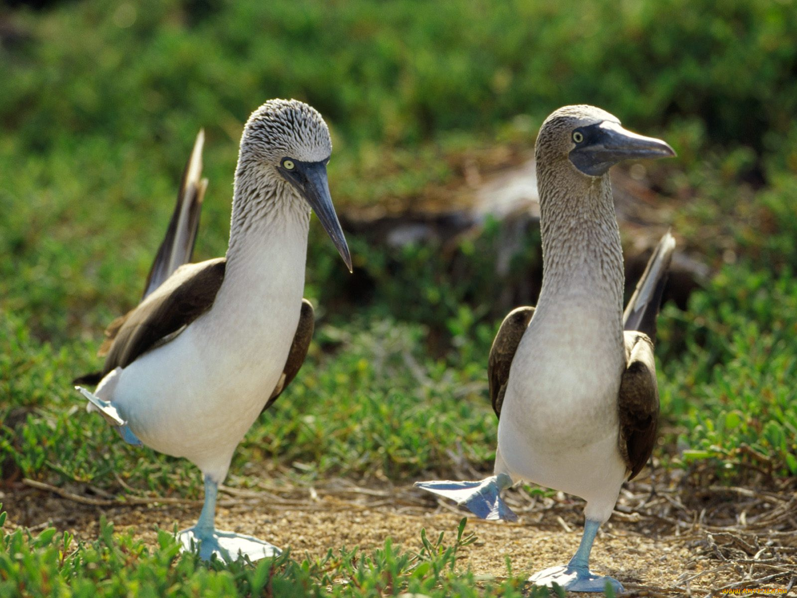 dancing, blue, footed, boobies, животные, олуши