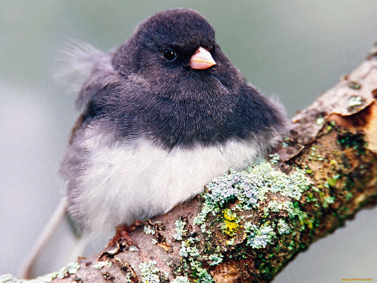 dark, eyed, junco, животные, птицы