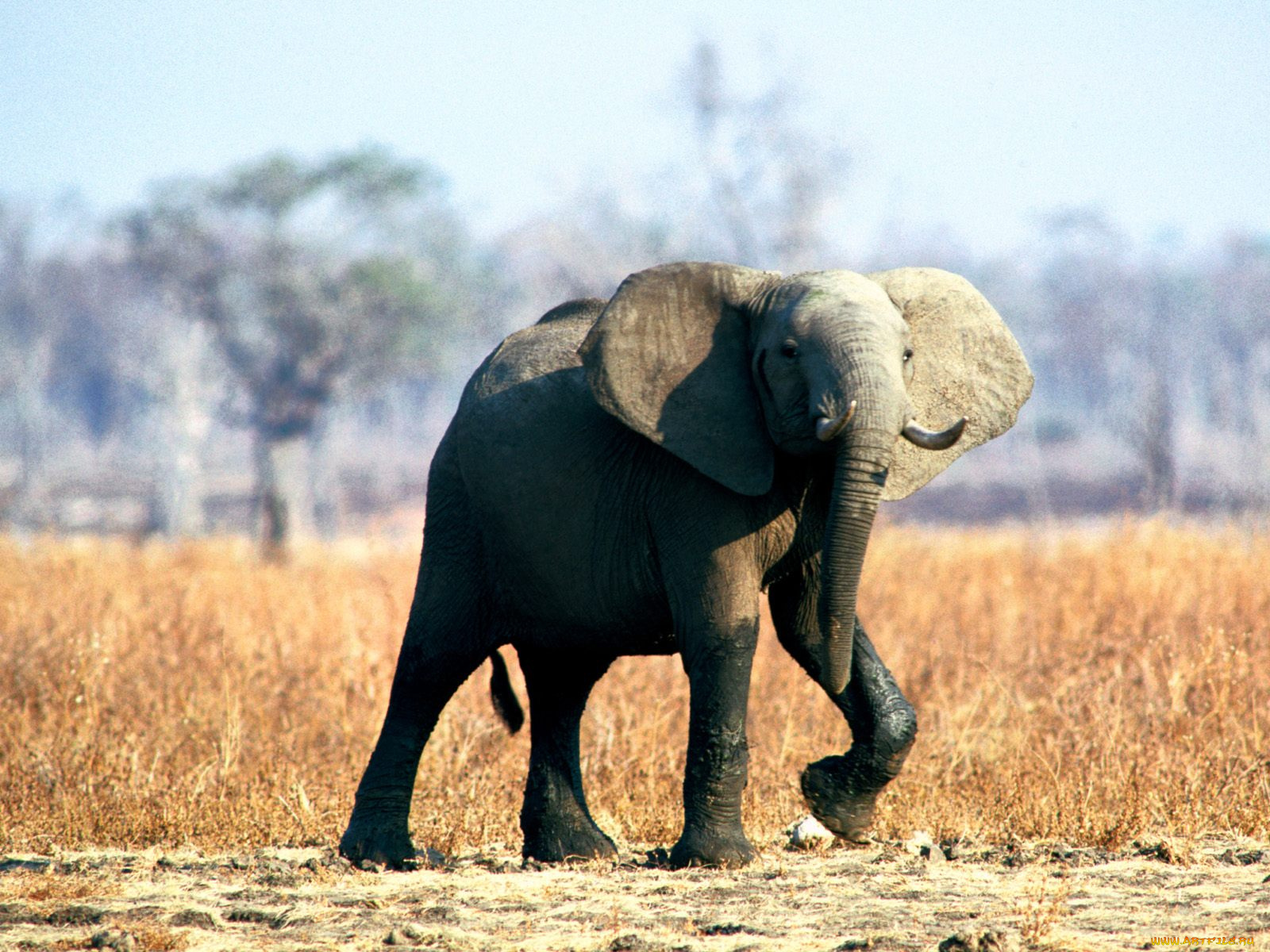 in, step, elephant, животные, слоны