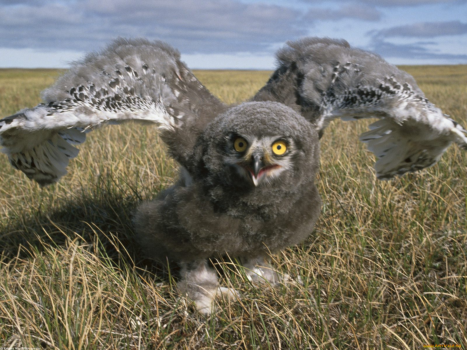 snowy, owl, alaska, животные, совы