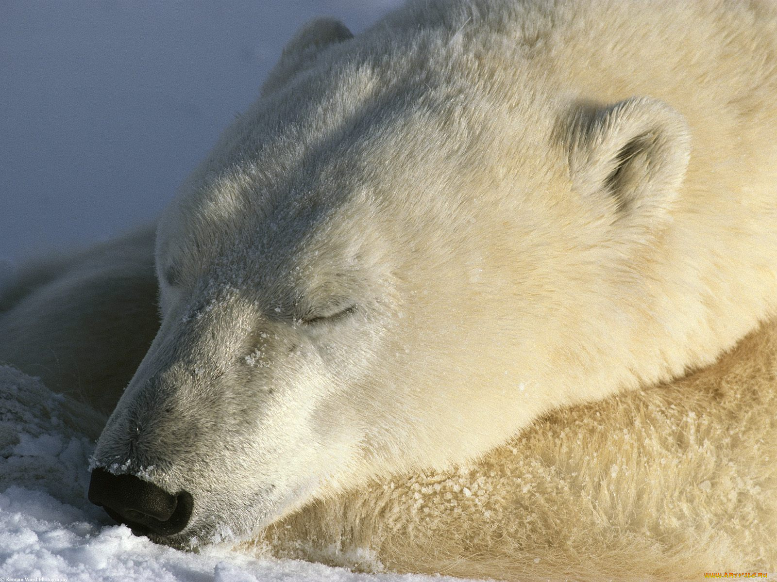 sweet, dreams, животные, медведи