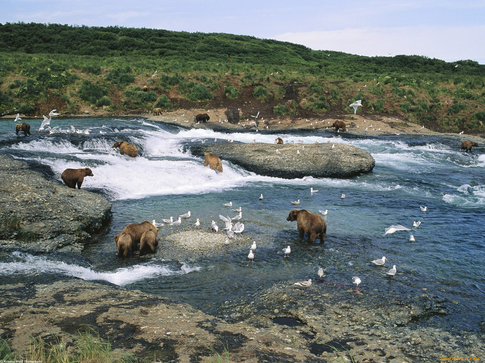 the, gathering, mcneil, river, alaska, животные, медведи