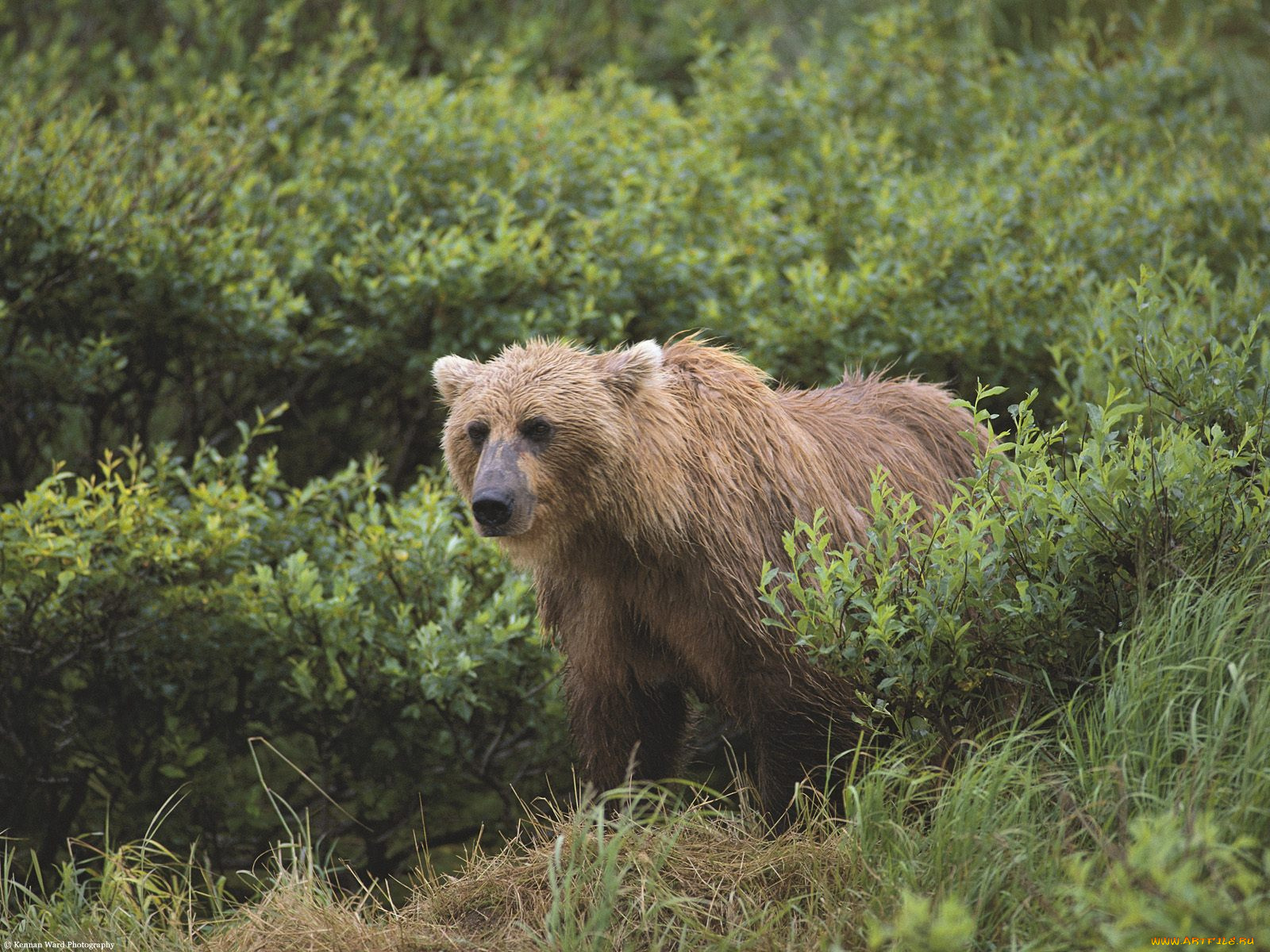 wet, and, wild, brown, bear, alaska, животные, медведи