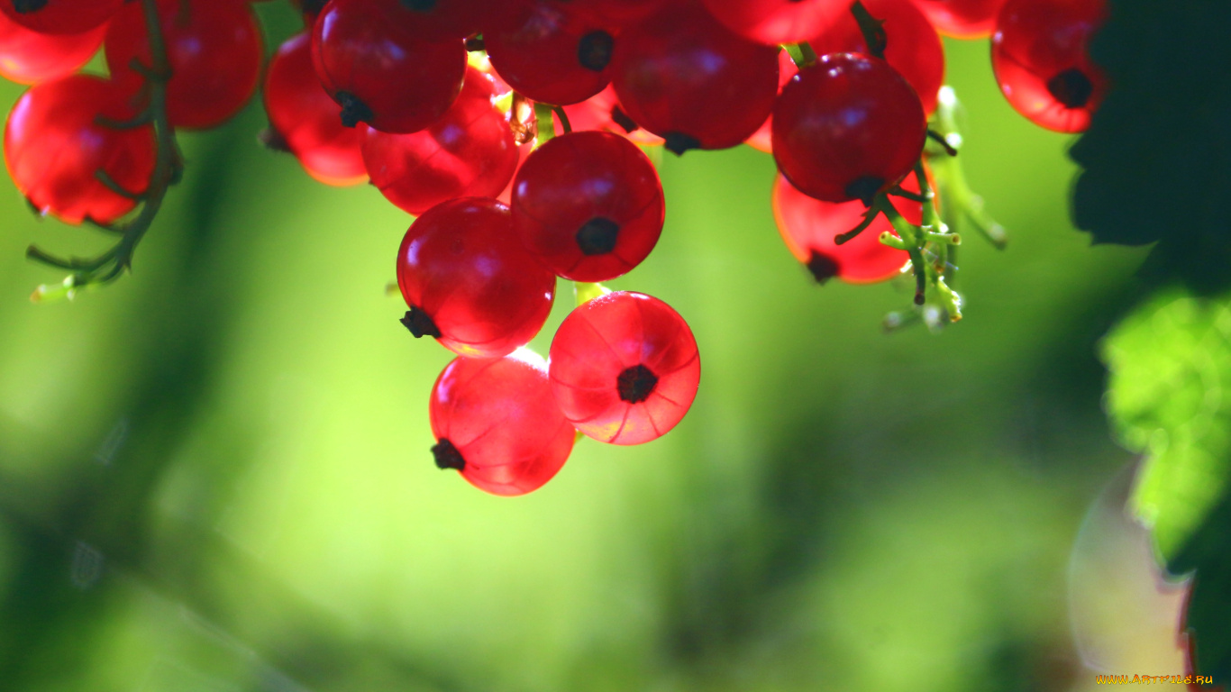 природа ягоды смородина nature berries currant без смс