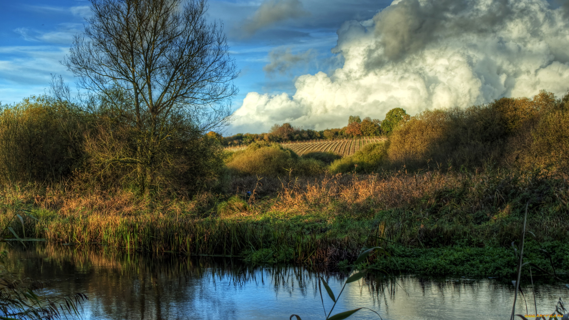 river, itchen, avington, англия, природа, реки, озера, камыши, облака, река