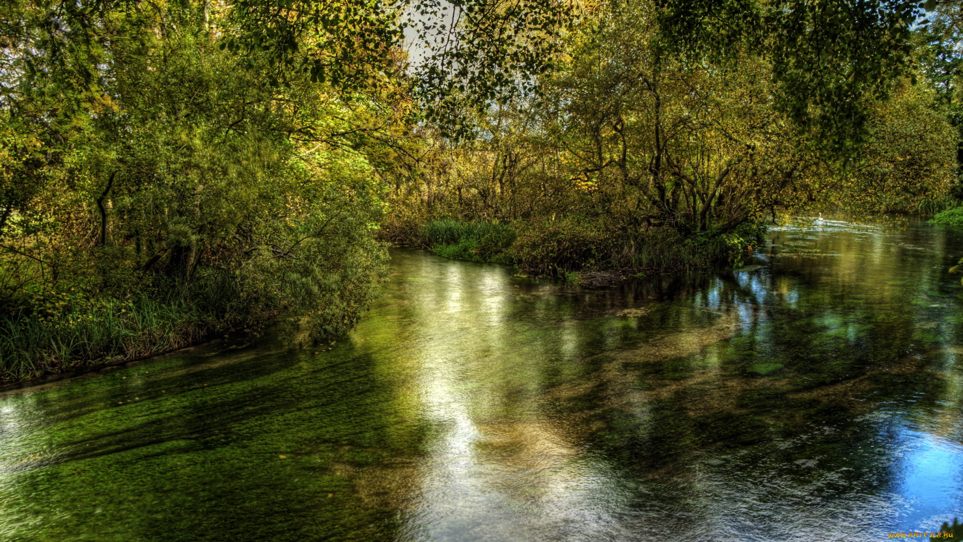 river, itchen, hampshire, англия, природа, реки, озера, река, лес