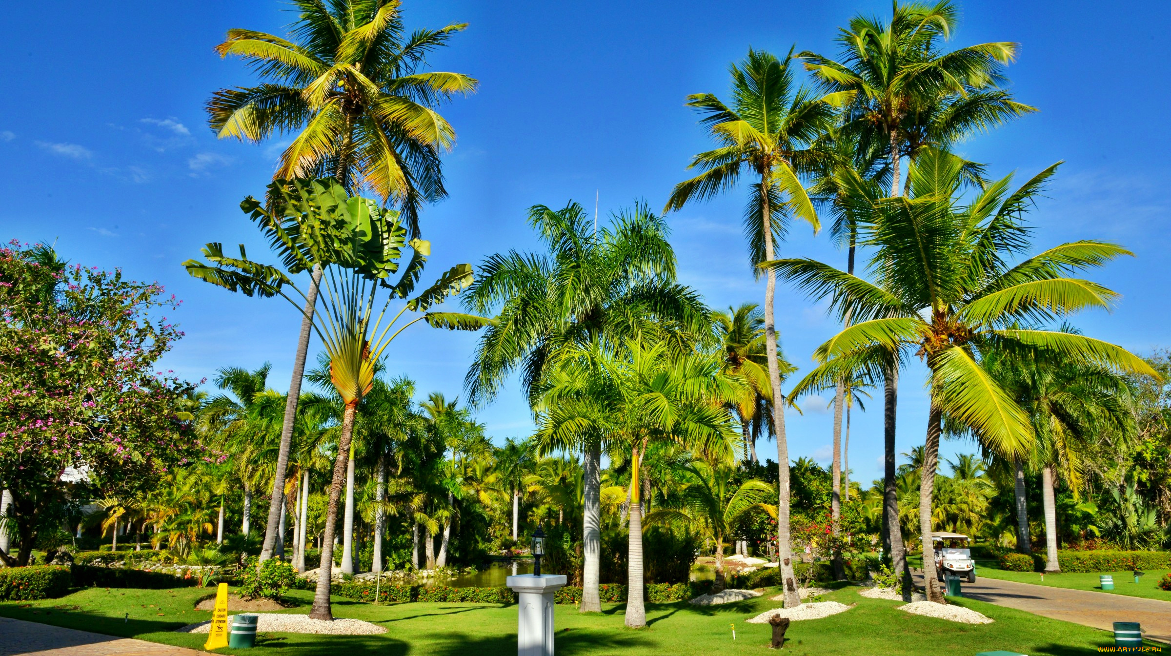 природа, тропики, парк, пальмы