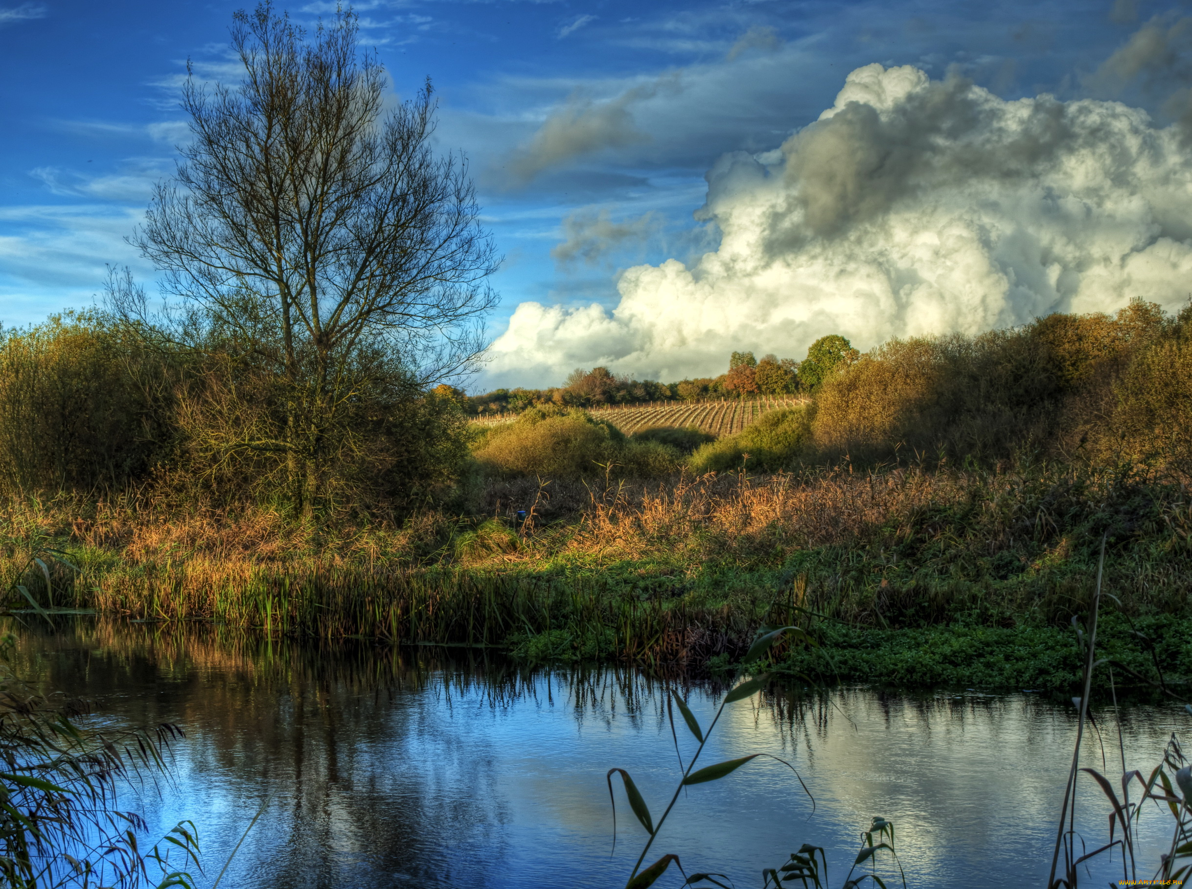 river, itchen, avington, англия, природа, реки, озера, камыши, облака, река