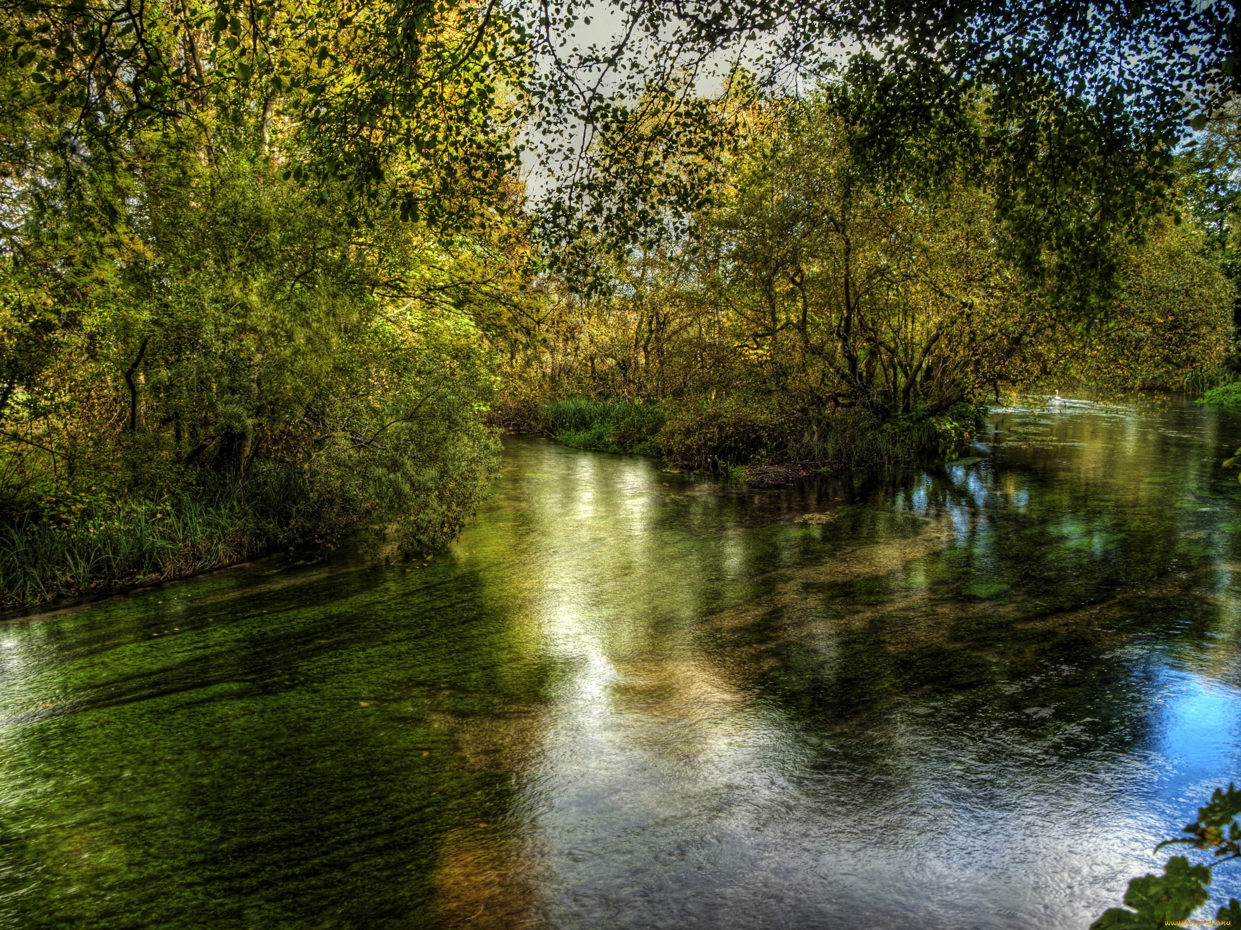 river, itchen, hampshire, англия, природа, реки, озера, река, лес