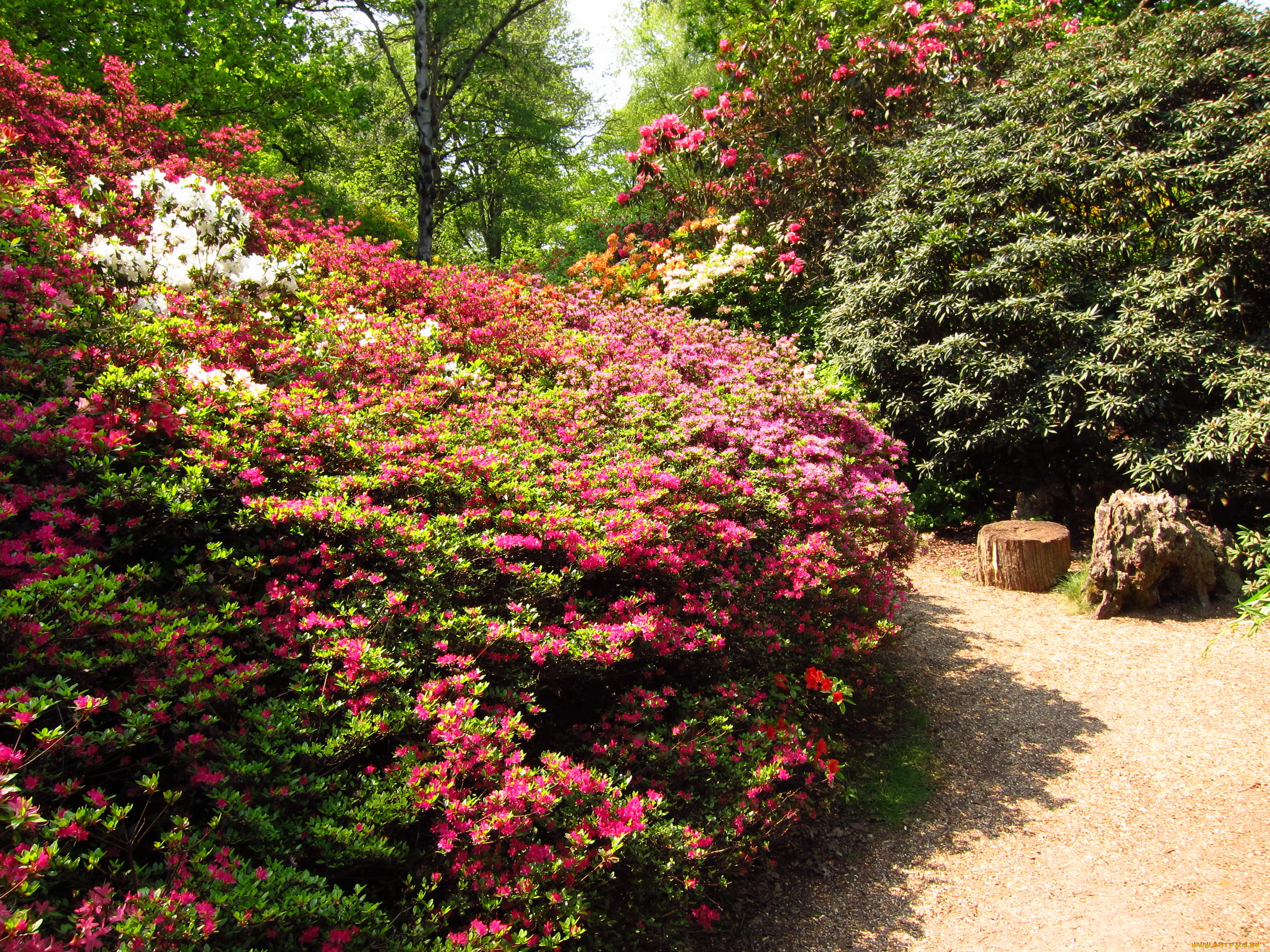 azalea, garden, richmond, england, природа, парк, азалии, дорожка