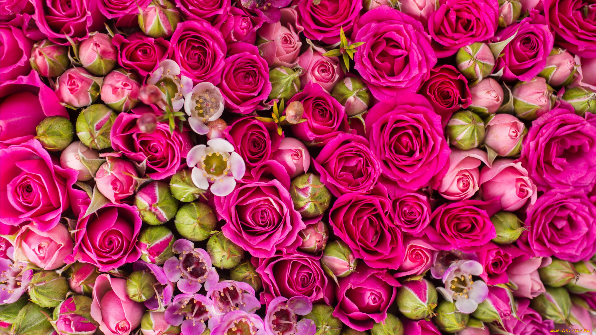 цветы, розы, roses, flowers, pink