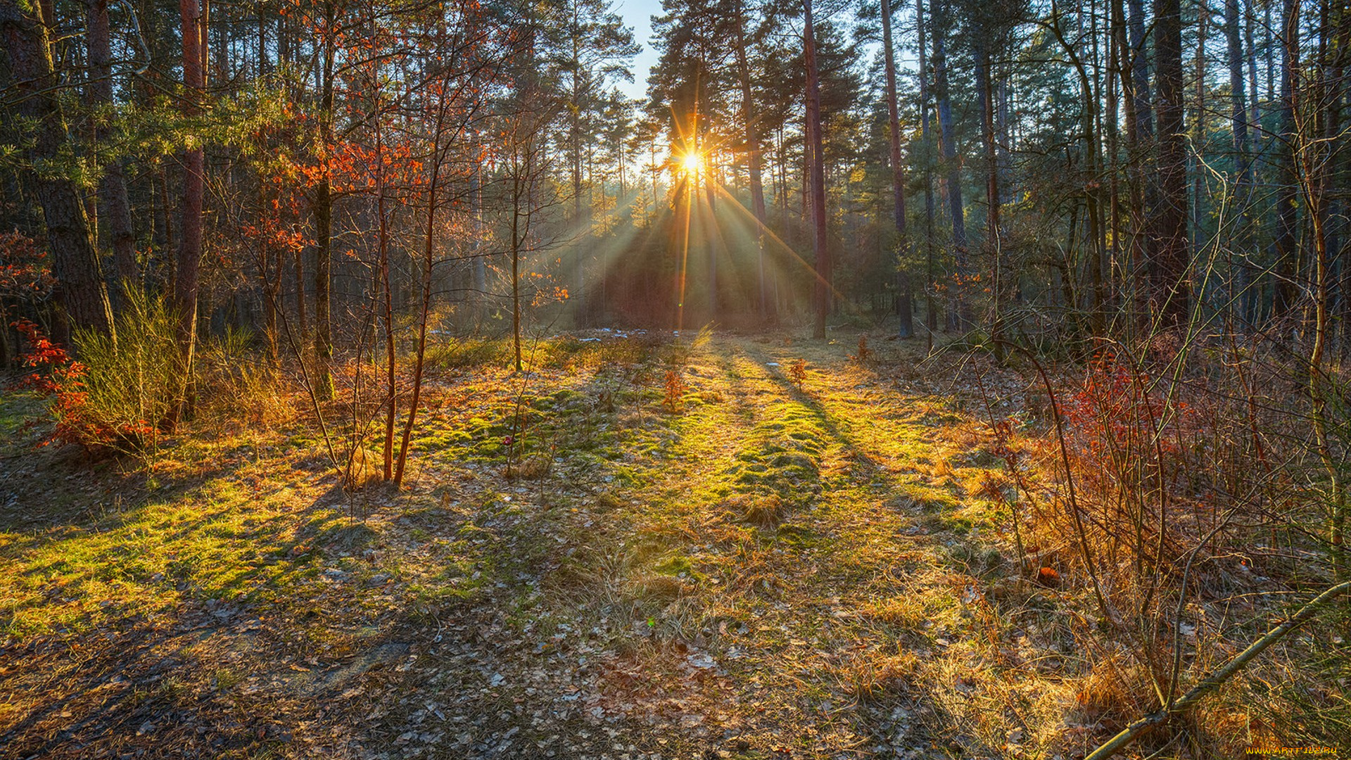 природа, лес, рассвет