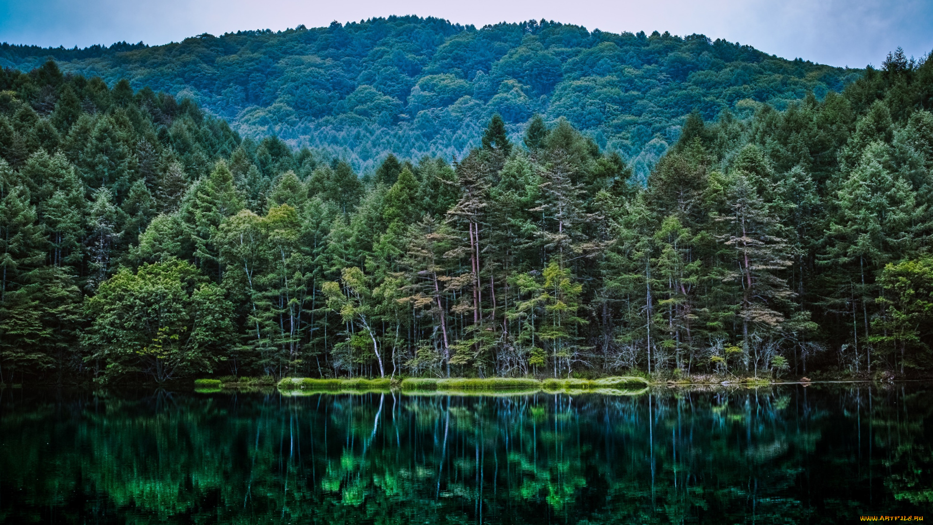 природа, лес, водоем, отражение, леса