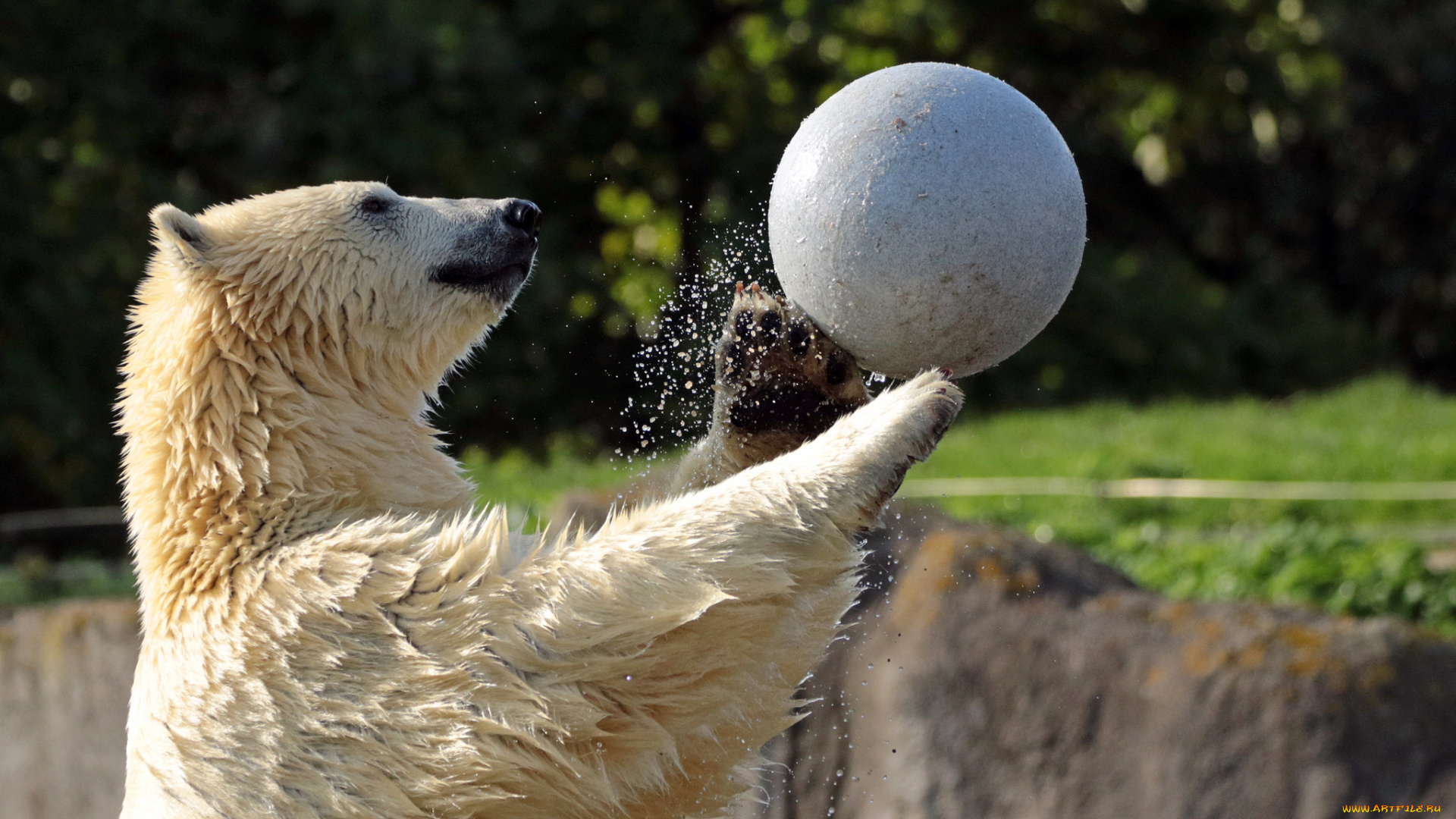 животные, медведи, брызги, вода, мишка, игра, мяч