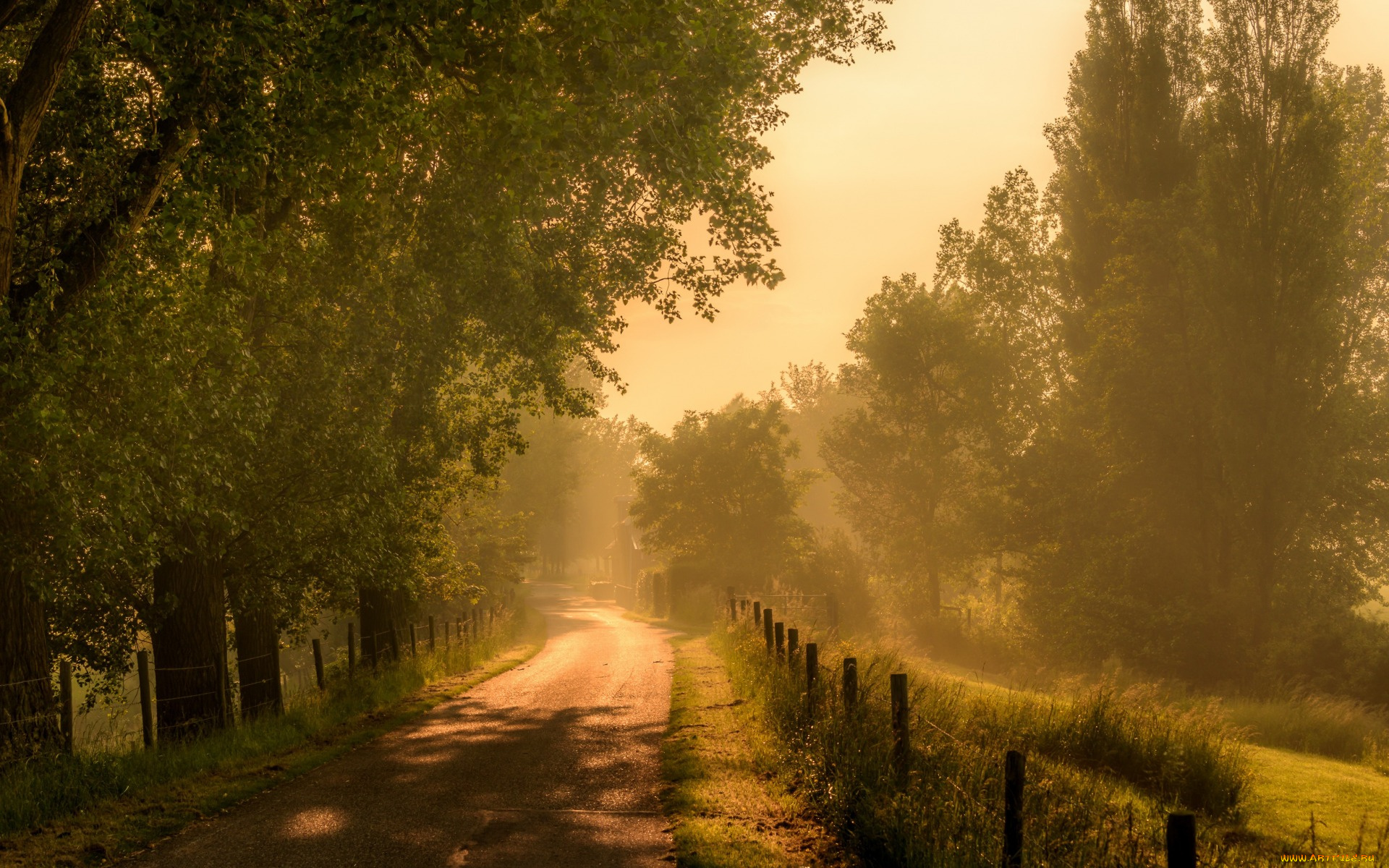 природа, дороги, утро, туман, дорога