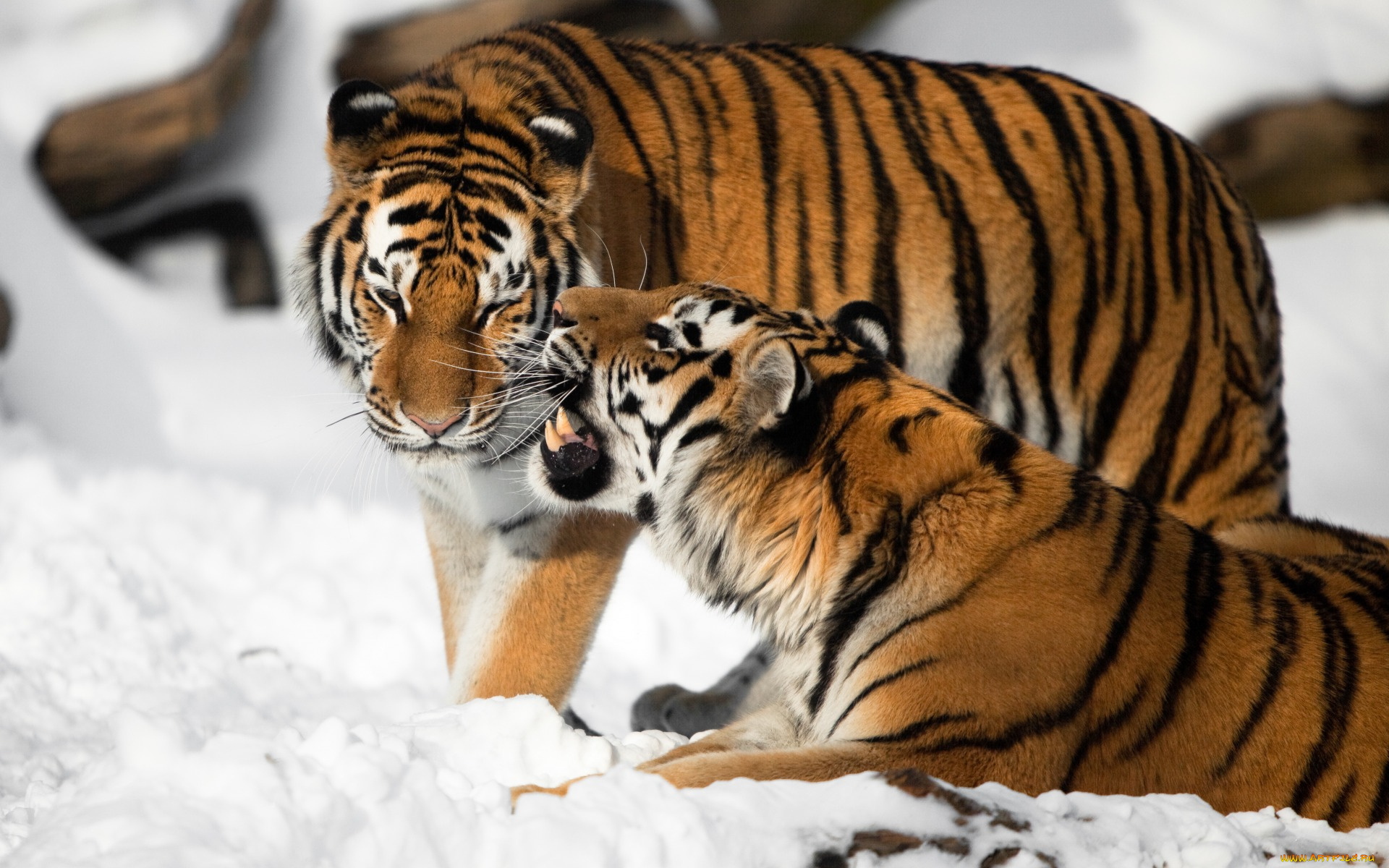 животные, тигры, снег, двое
