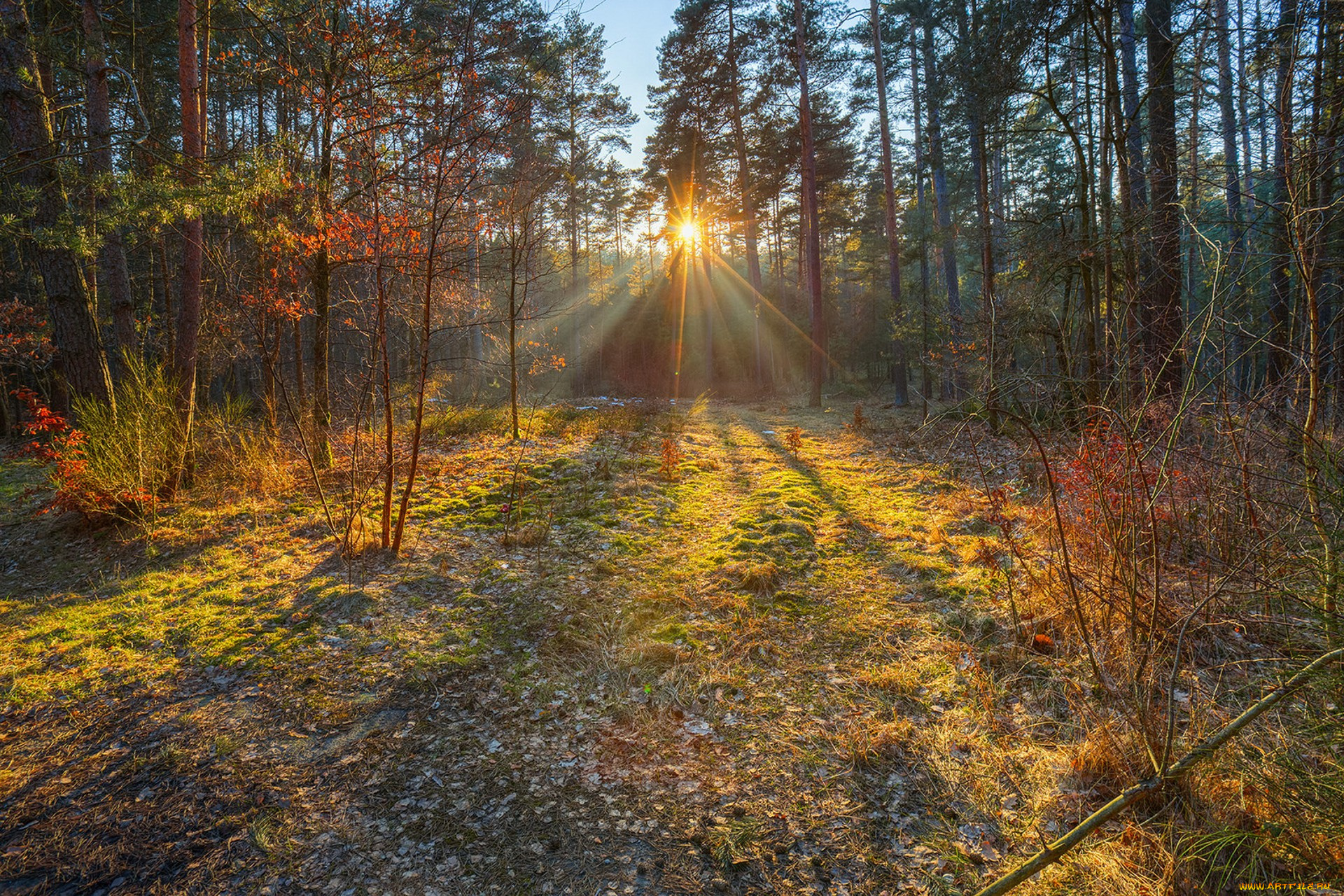 природа, лес, рассвет