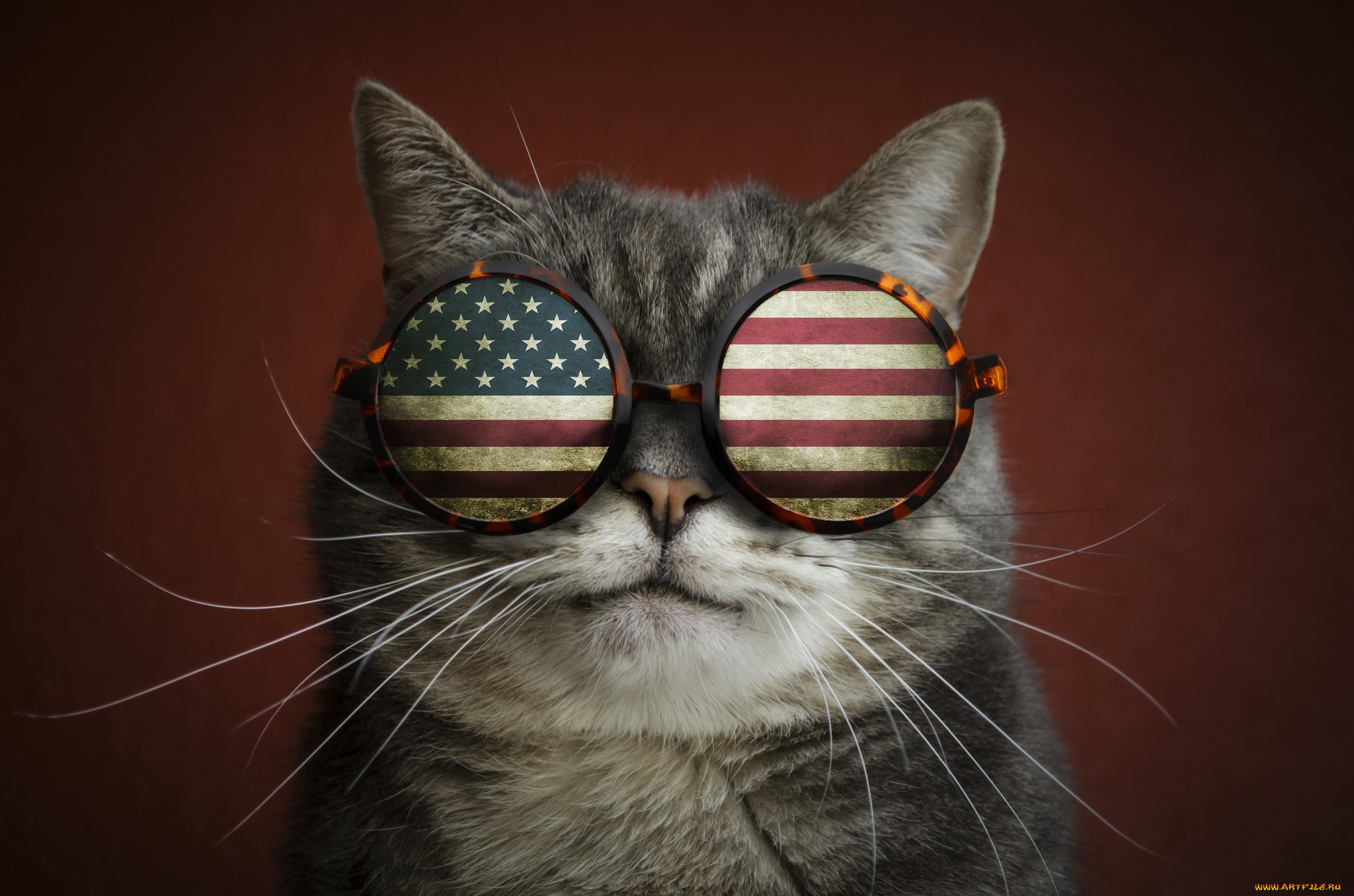 Смешные котики на телефон. Кот в очках. Крутой кот. Крутой кот в очках. Крутая кошка в очках.