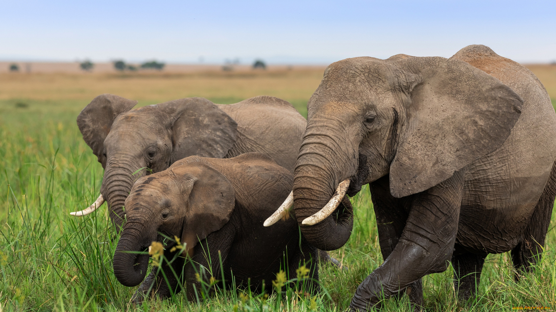 животные, слоны, африка