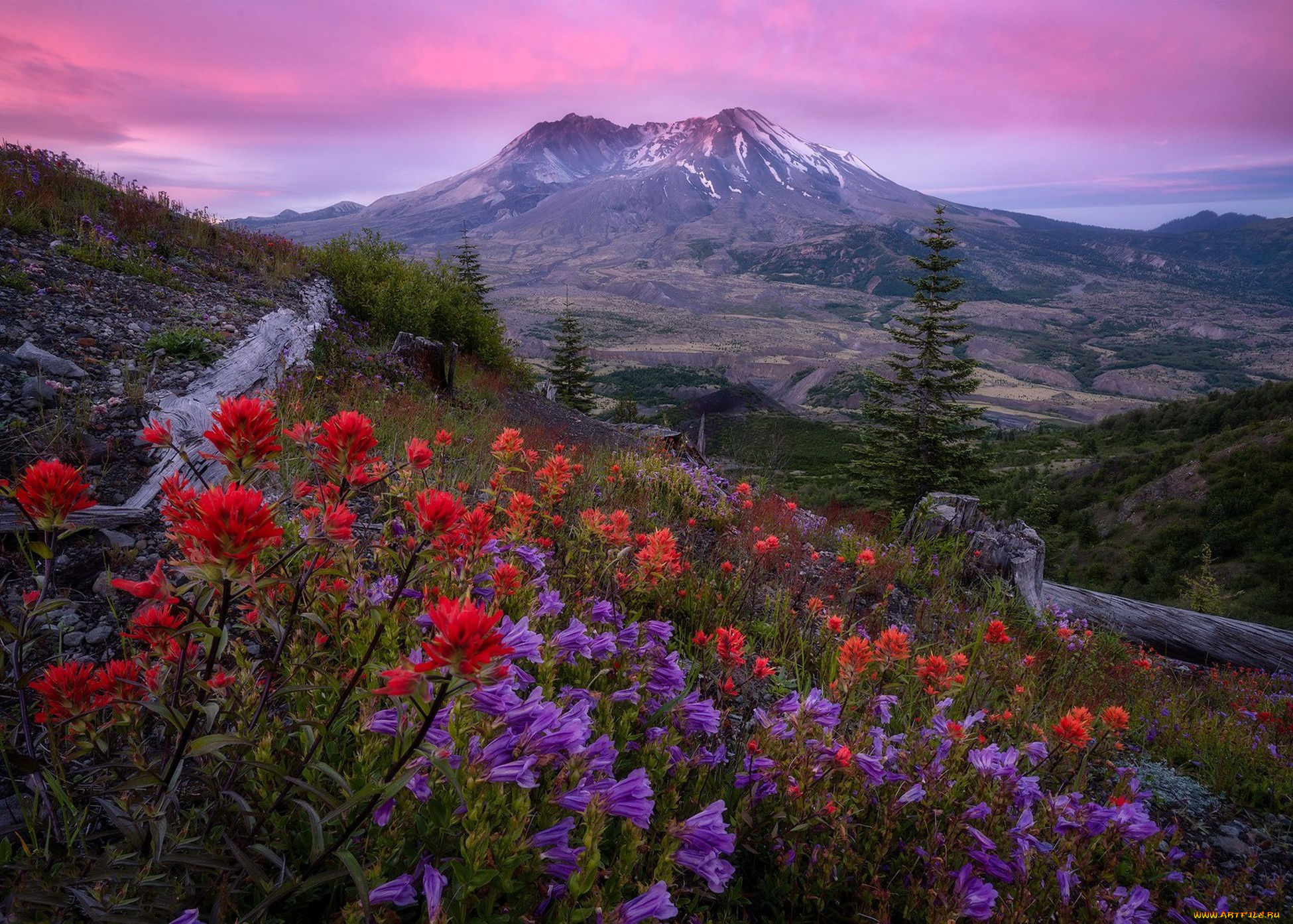 Пейзаж красоты. Сент-Хеленс природа. Пик Энчентмент, штат Вашингтон, США. Горный цветок. Цветы в горах.
