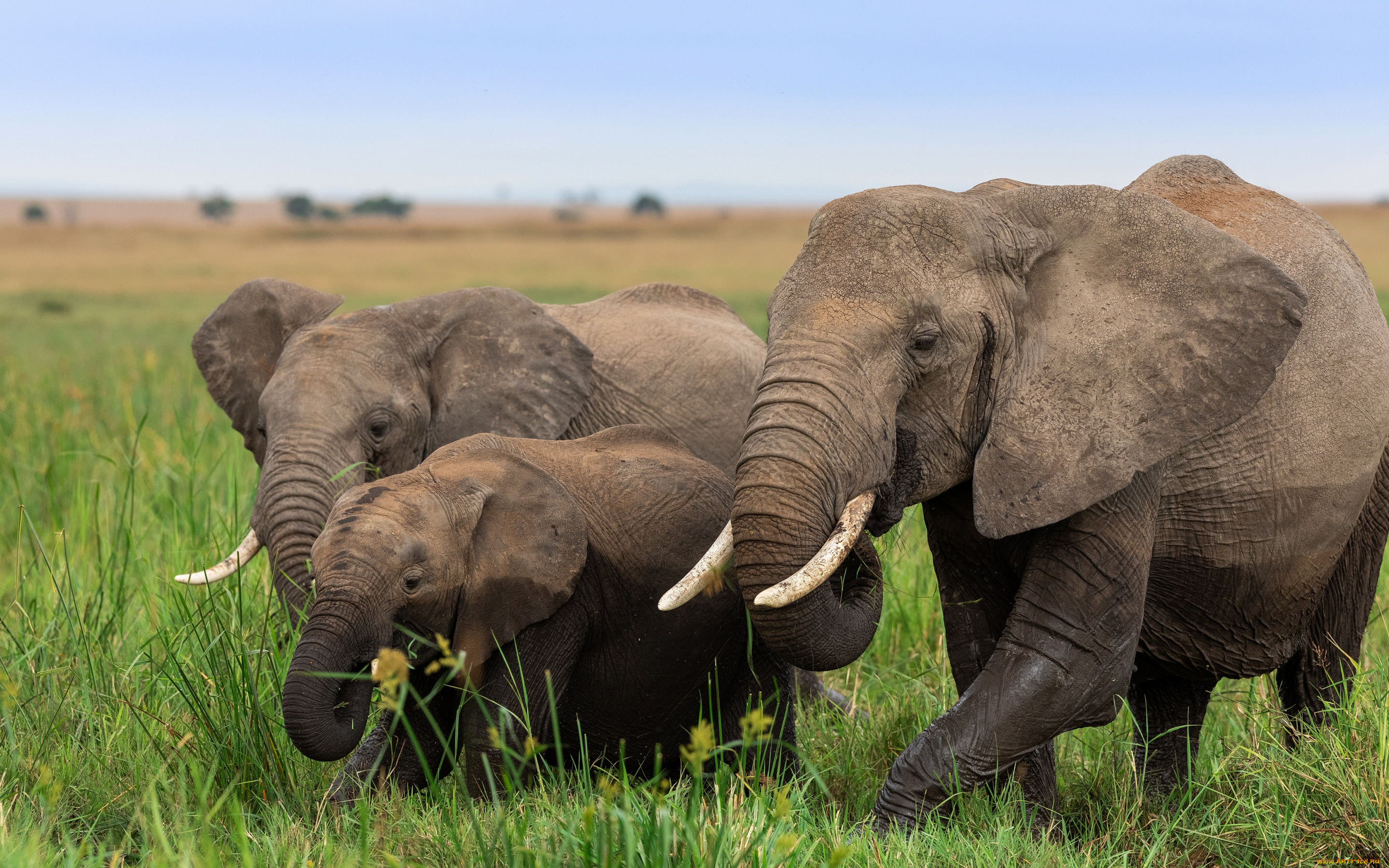 животные, слоны, африка