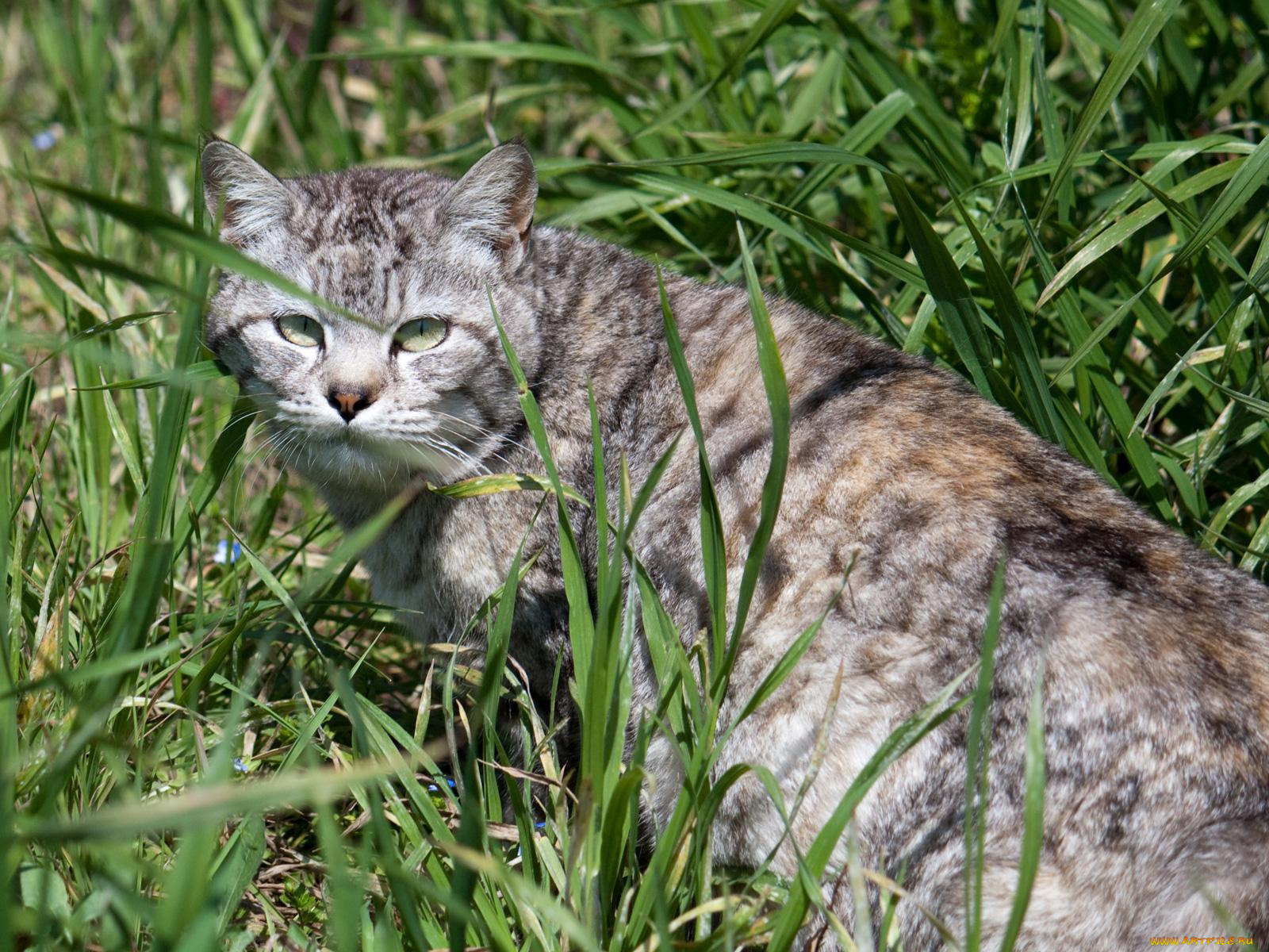 животные, коты