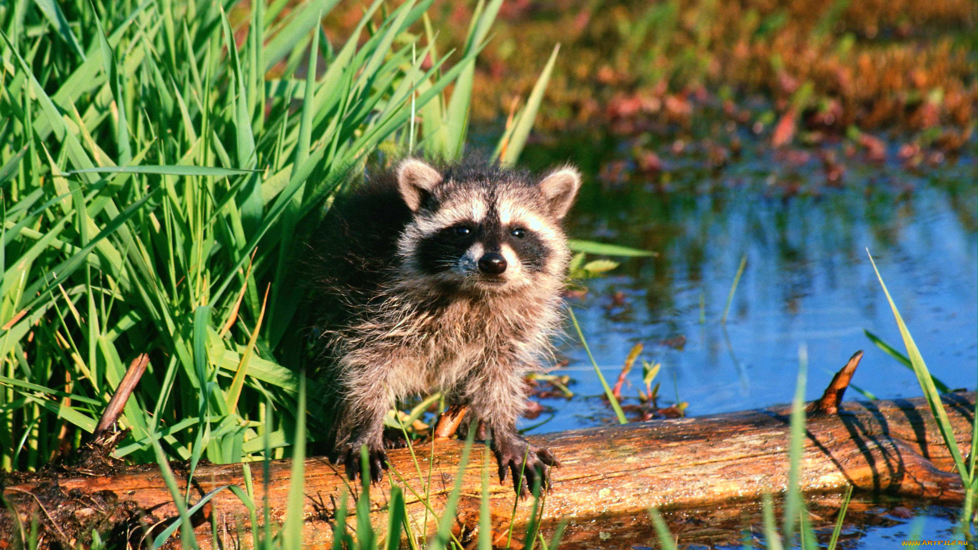 raccoon, животные, еноты, ракоед, енот, река, бревно, трава