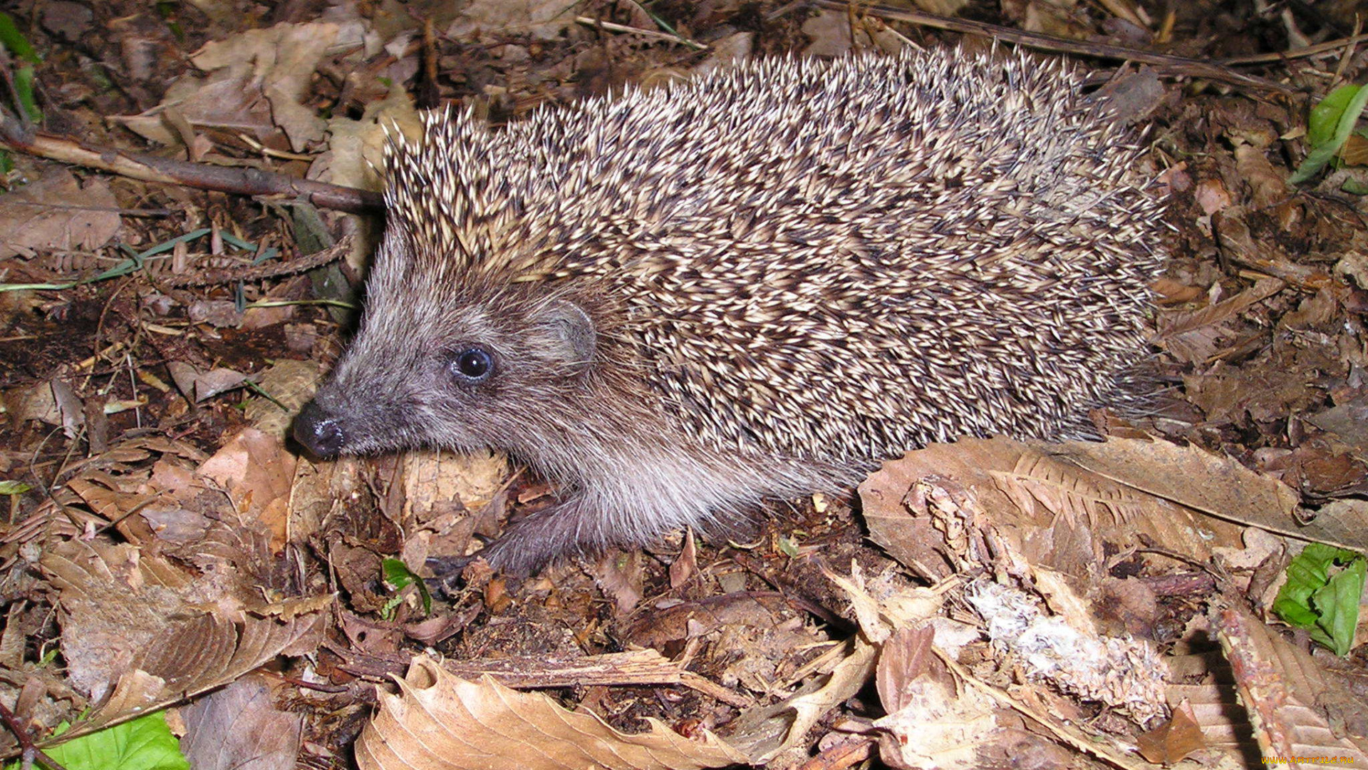 животные, ежи, nature, autumn, hedhog