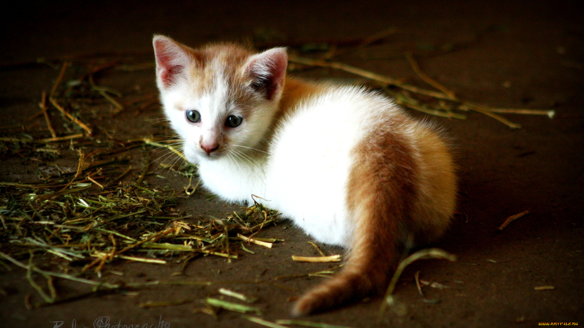 животные, коты, малыш, котенок