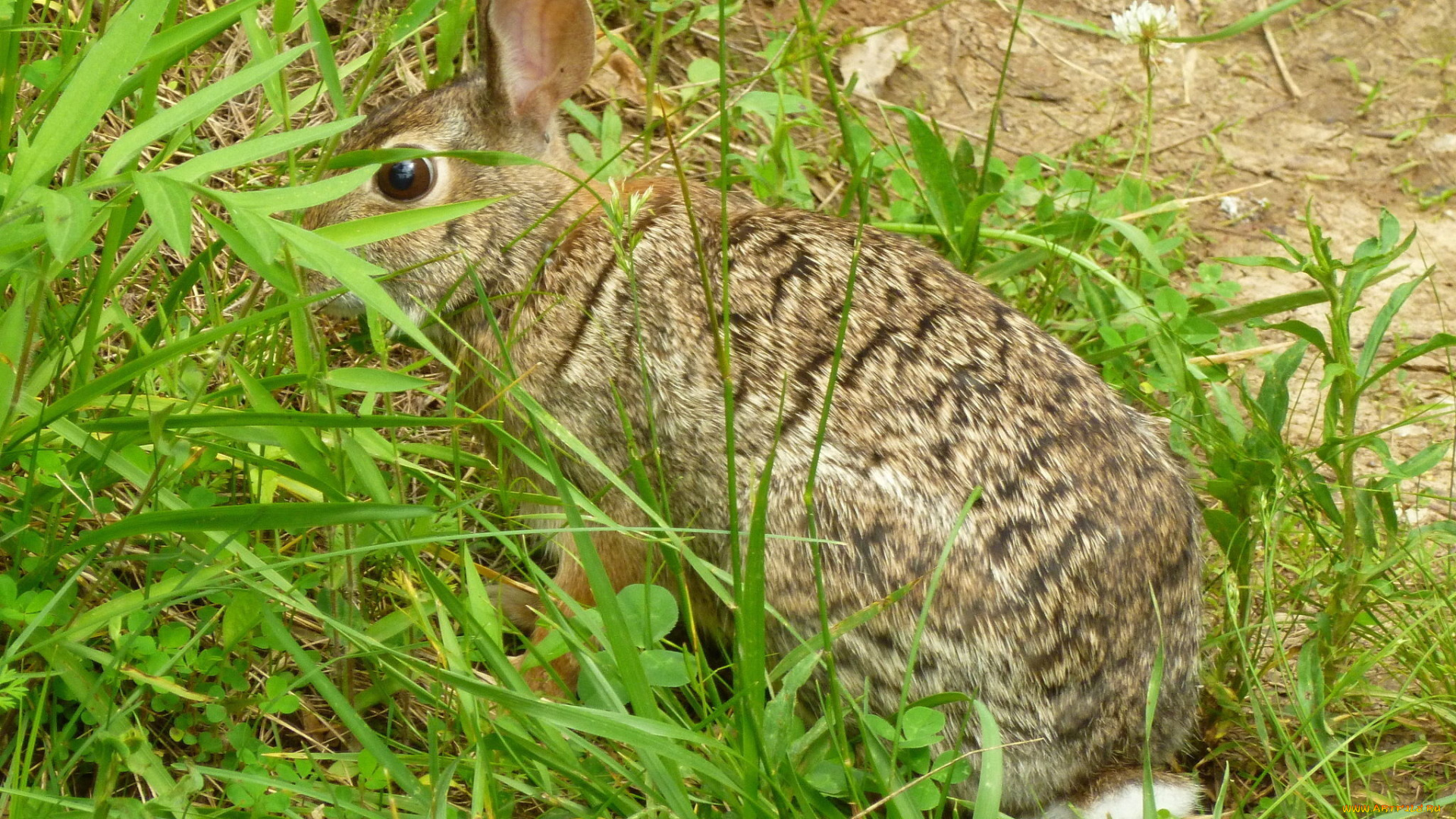 животные, кролики, зайцы, трава, леро, кролик