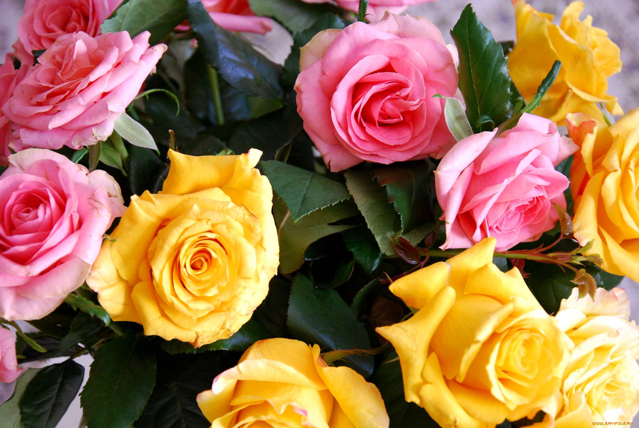 цветы, розы, желтый, розовый