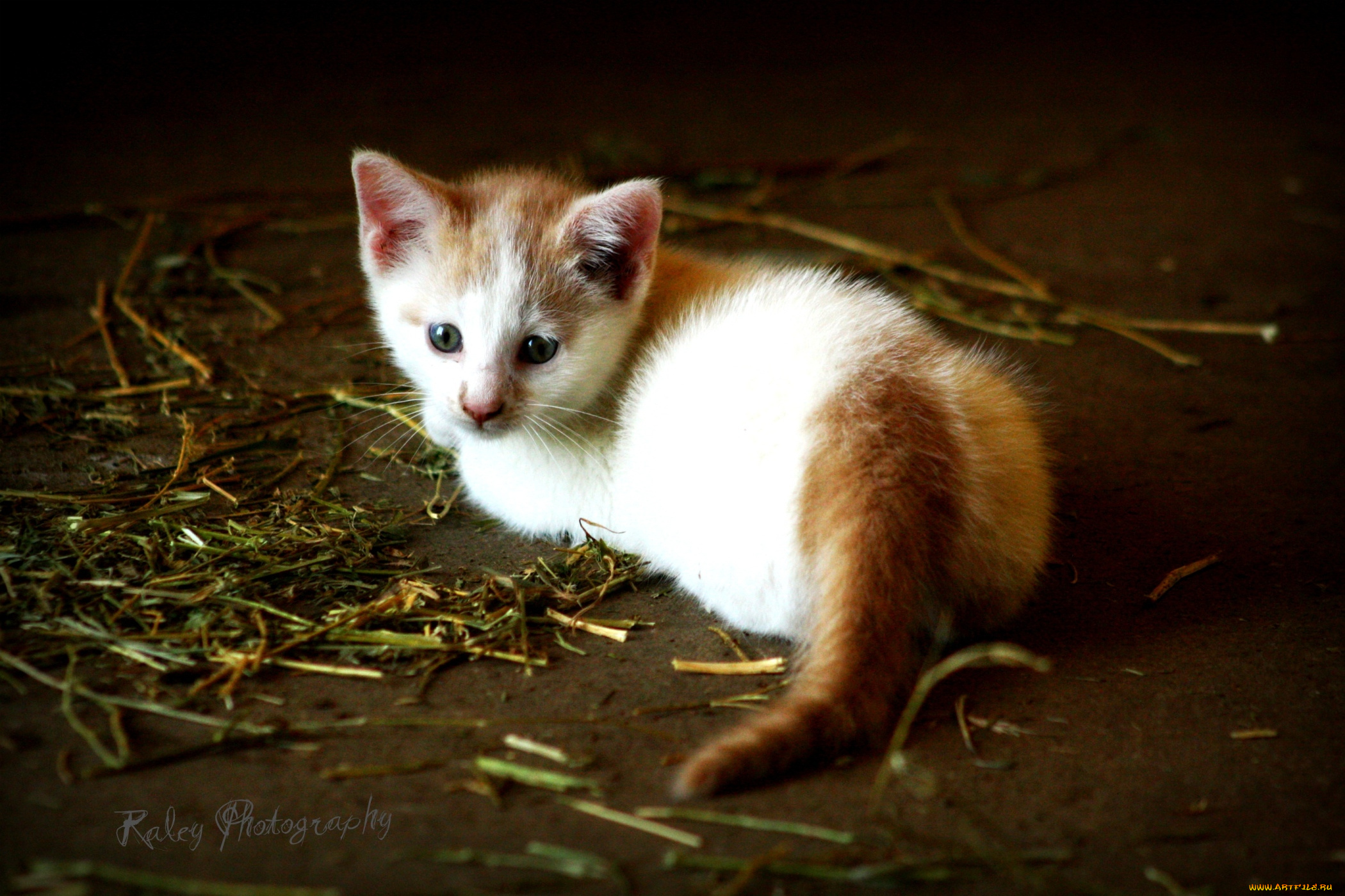 животные, коты, малыш, котенок