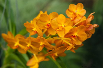 Картинка цветы орхидеи оранжевый ветка экзотика
