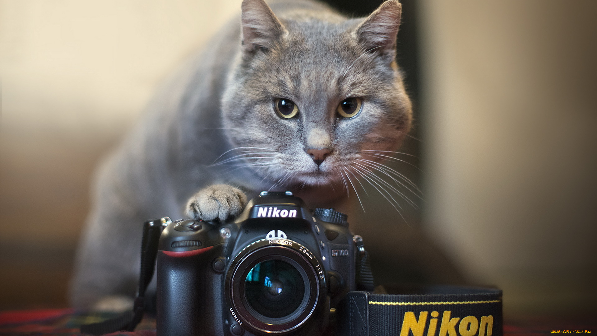 котенок с фотоаппаратом бесплатно